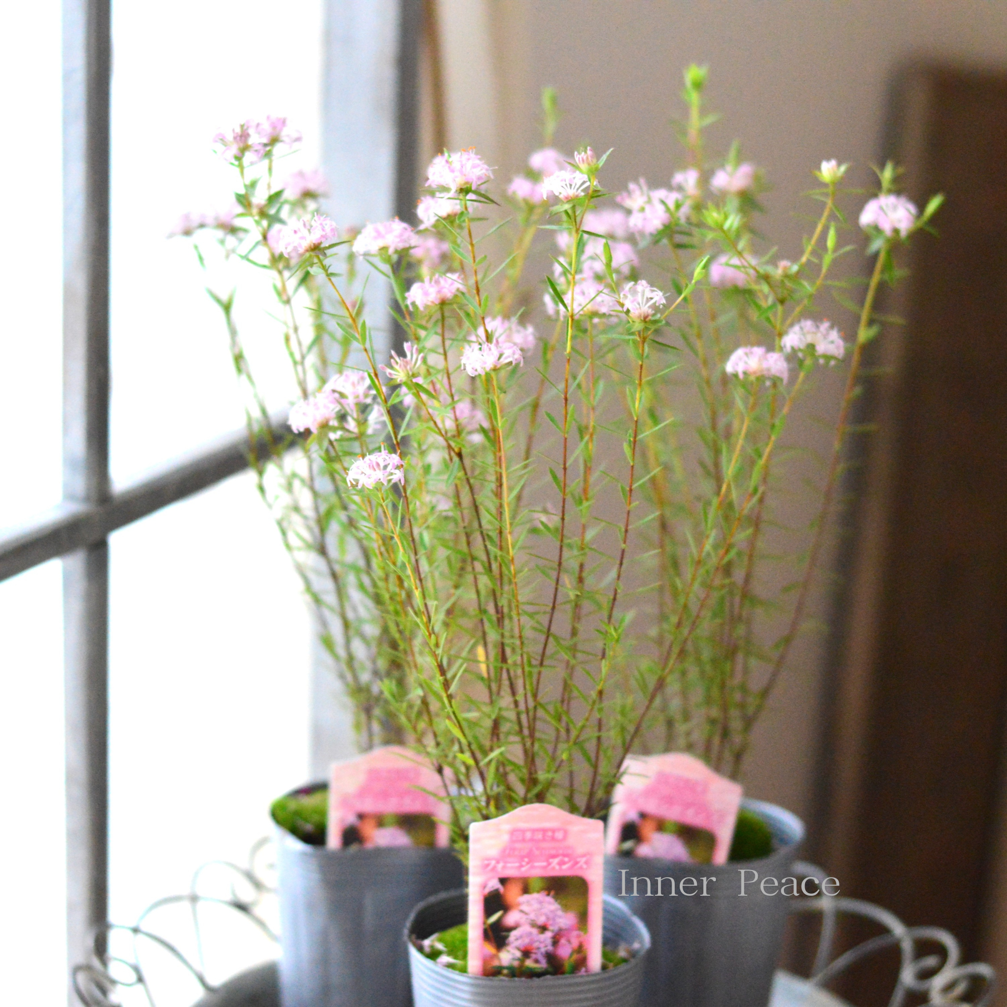 【四季咲き】 ピメレア　『フォーシーズンズ』　　３寸ロングPOT