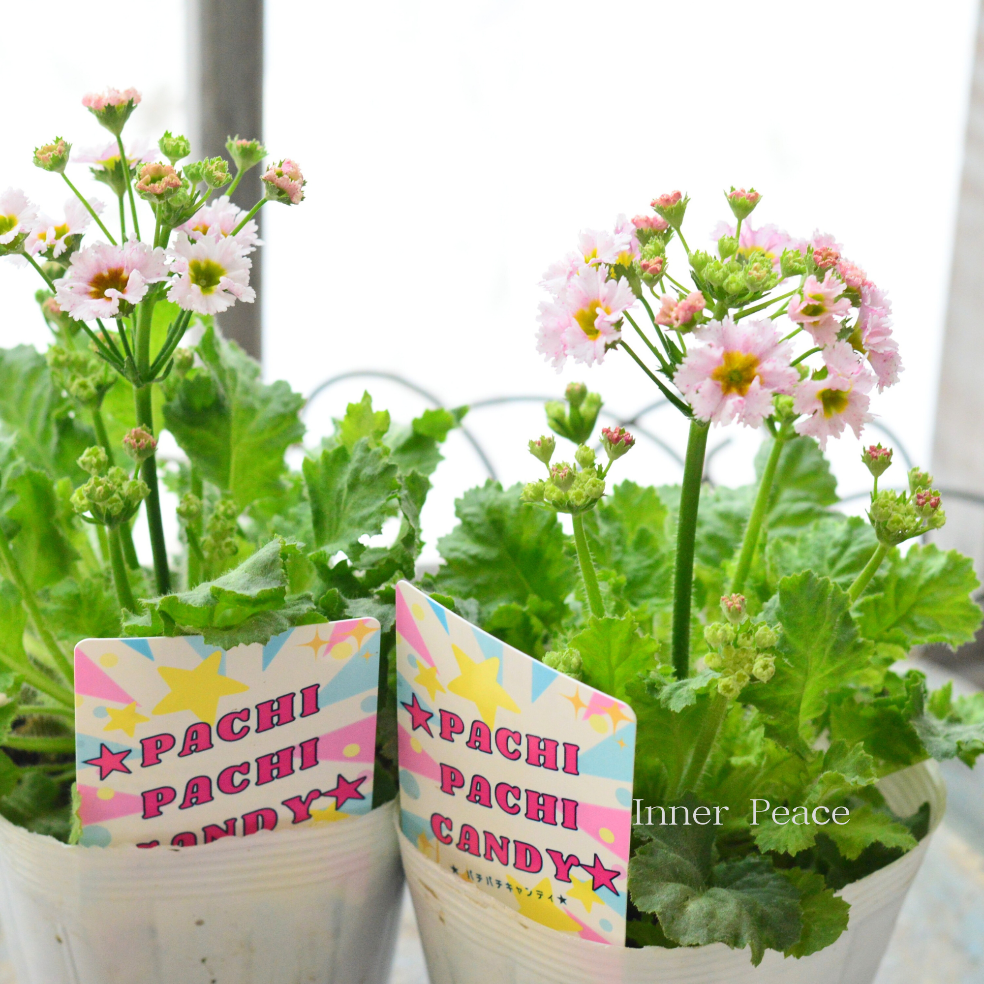 【北島園芸さん】 プリムラ マラコイデス 『パチパチキャンディ・ライトピンク系』　　3.5寸POT