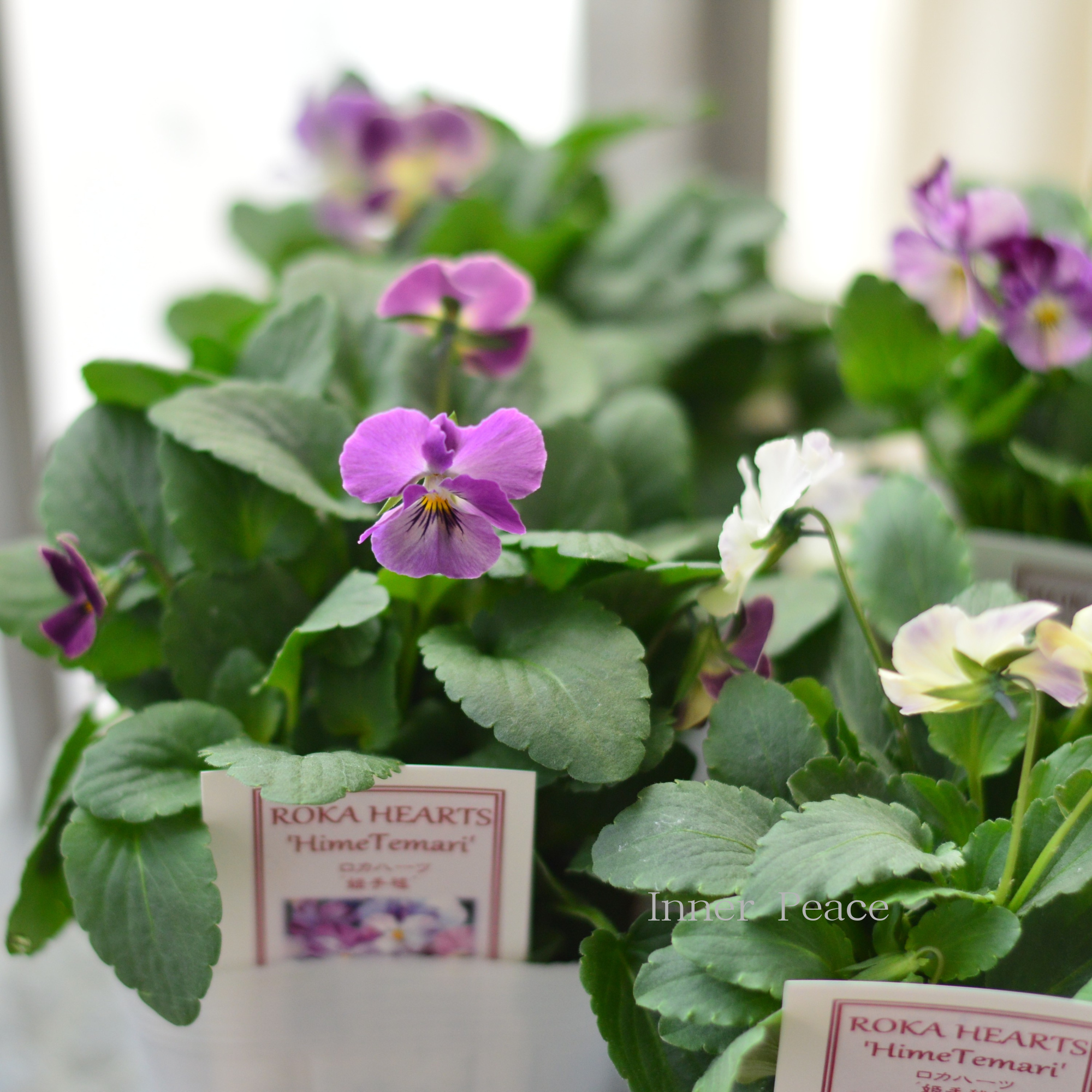 【美しい】 ビオラ　ロカハーツ　『姫手毬』　3.5寸POT