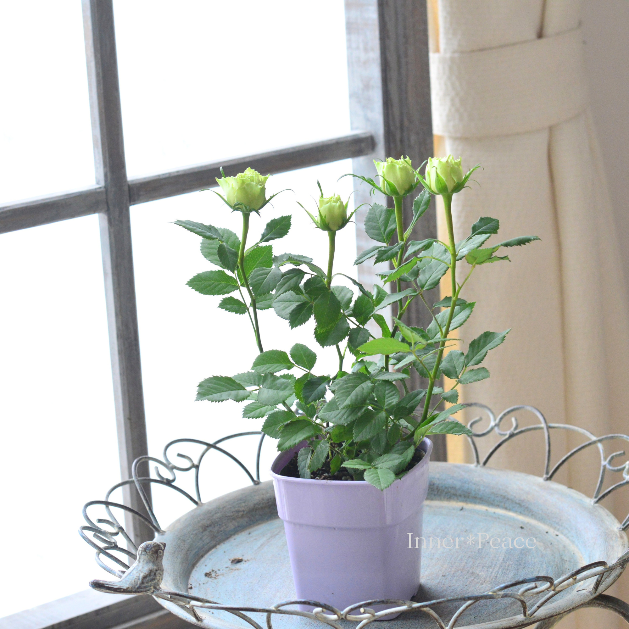 【美しい】ミニ薔薇  『コルダナ・ペパーミント』  3～3.5寸POT