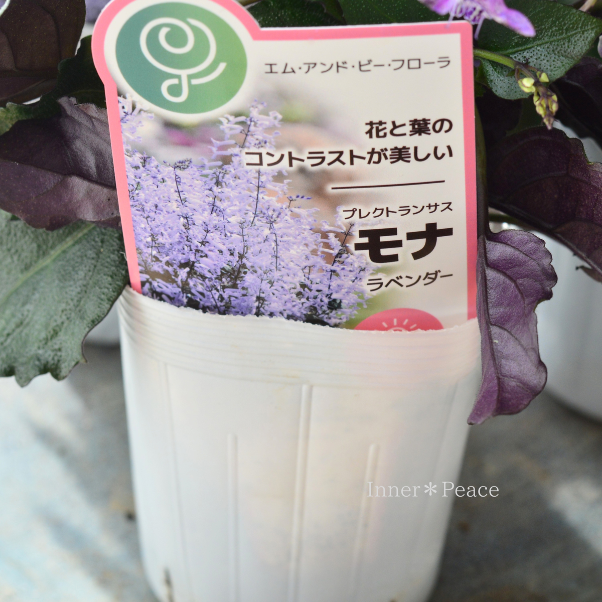 【美しい】 プレクトランサス 『モナ ラベンダー』　  3寸ロングPOT