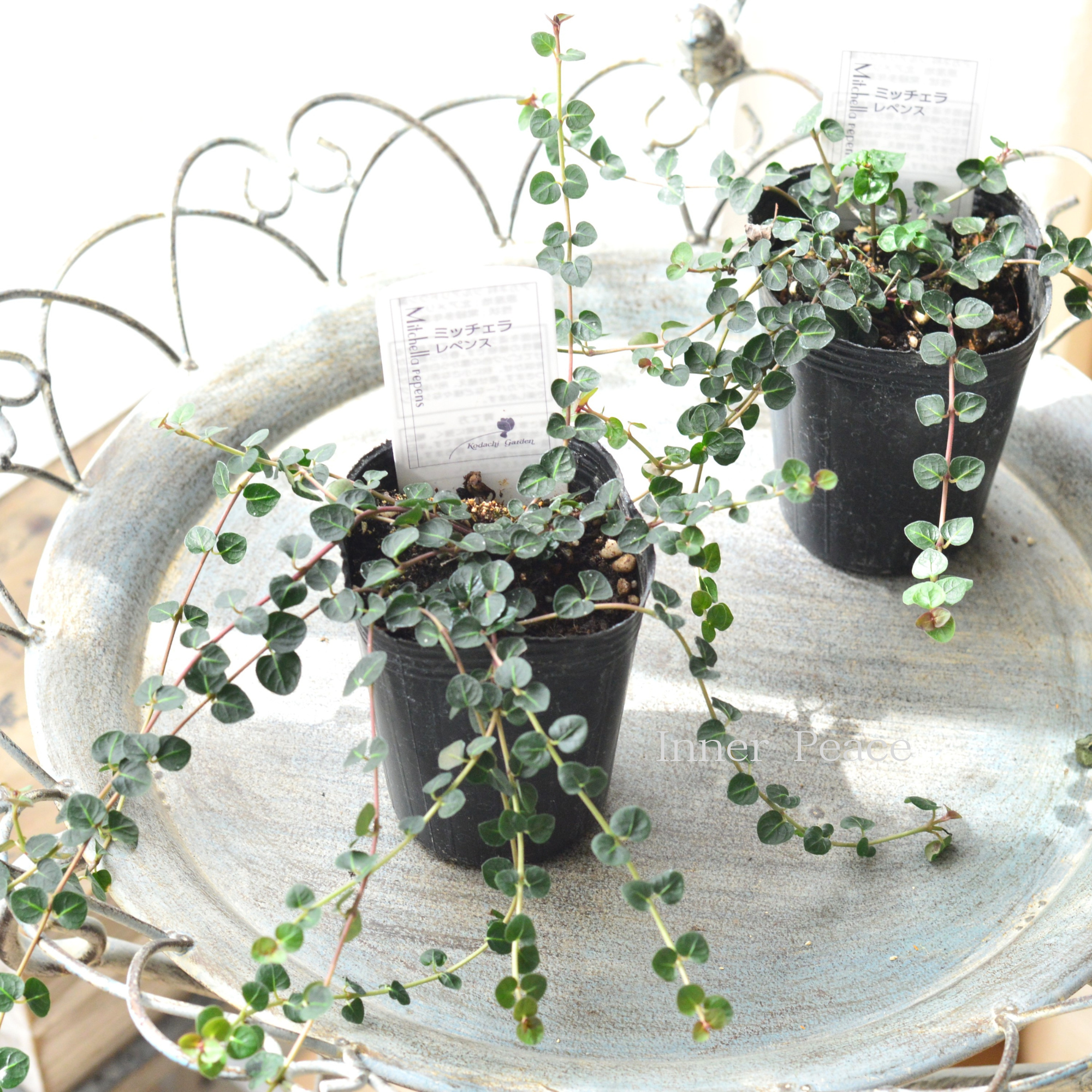 【寄せ植えに】 ミッチェラ　『レペンス』　　2.5寸ロングPOT