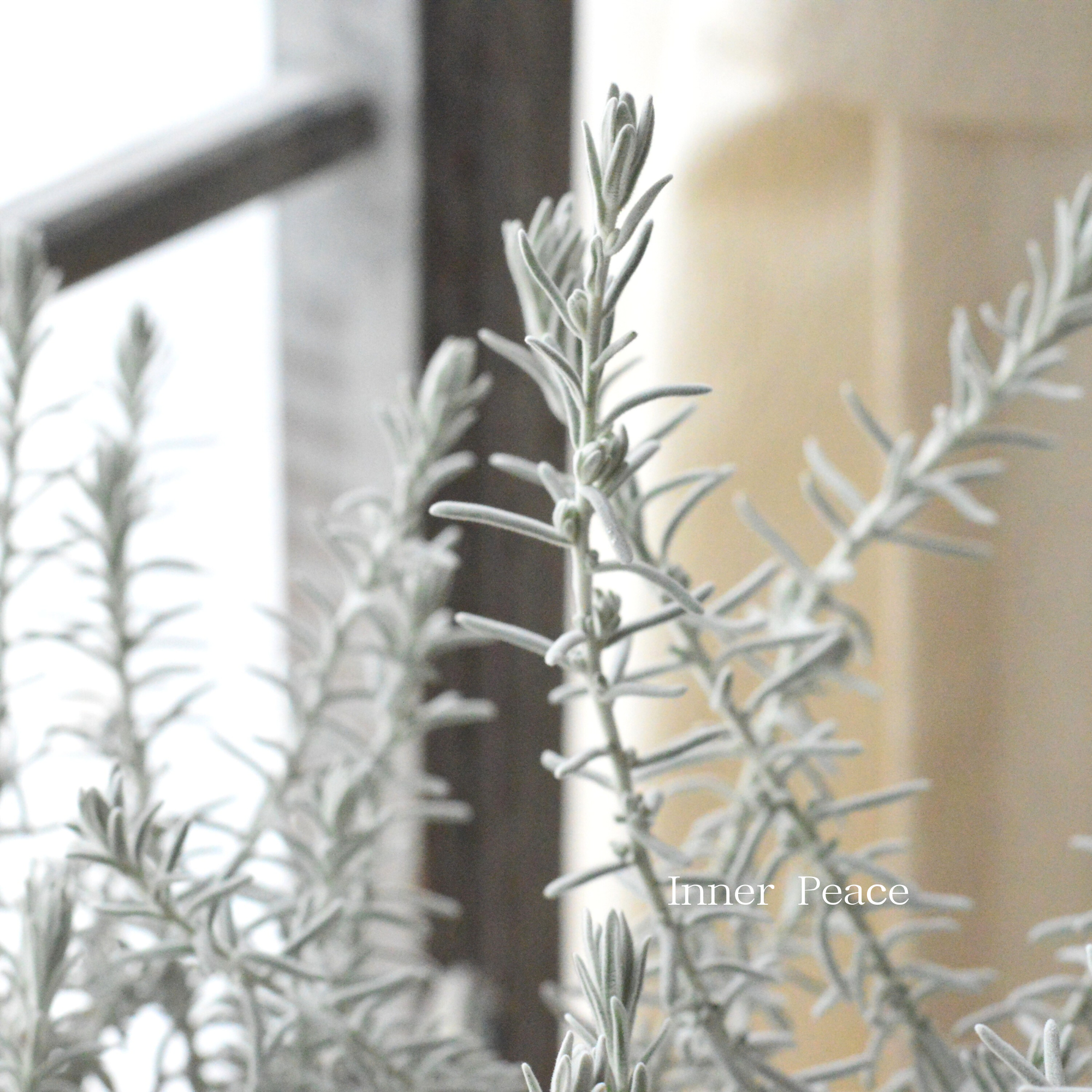 【美しい】 エレモフィラ　スノークリスタル　3寸ロングPOT