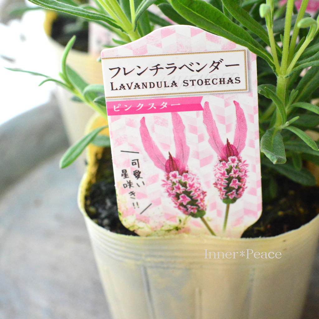 New】 フレンチラベンダー 『ピンクスター』 3.5寸POT
