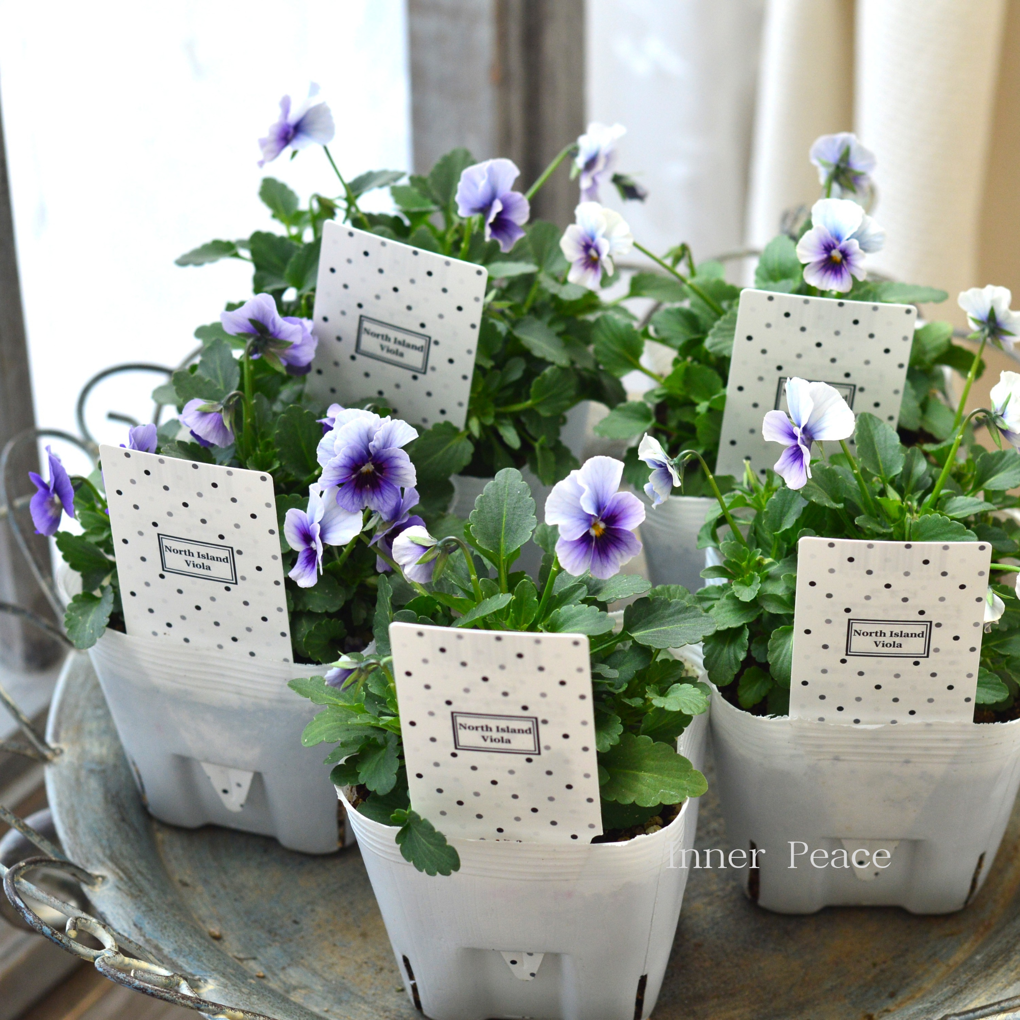 パンジー・ビオラ