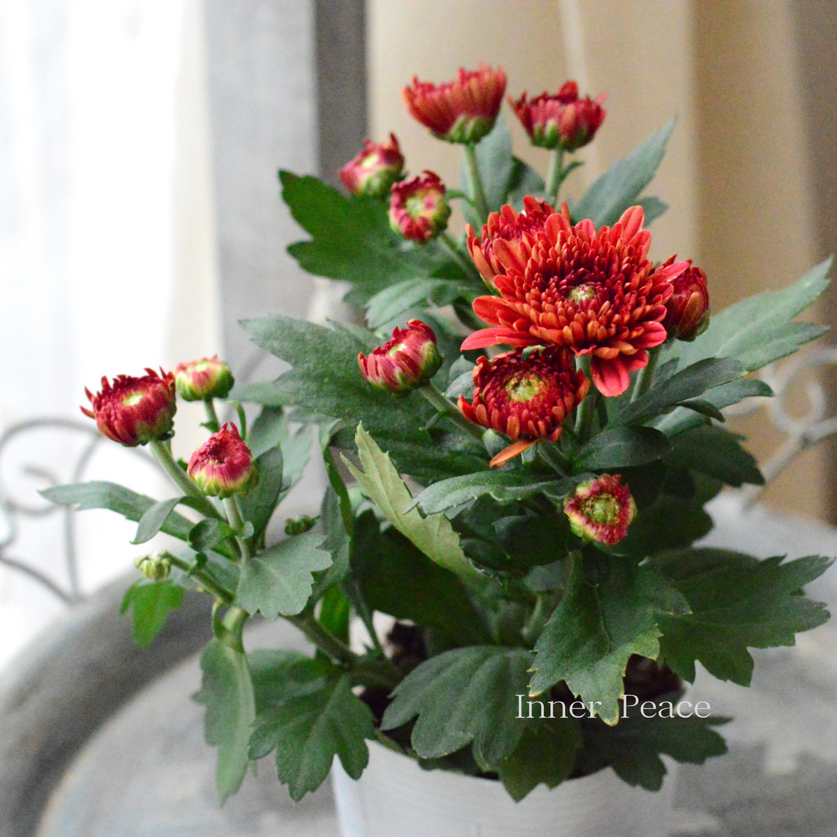 秋の花】 カクテルマム 『クリスタル・オレンジ系』 3寸ロングPOT