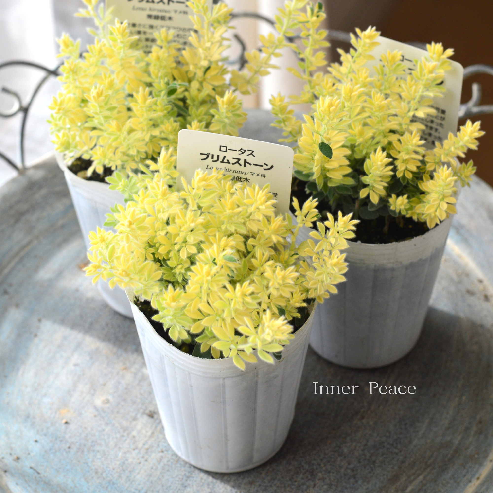 【暑さ寒さに強い】 ロータスブリムストーン　2.5寸POT