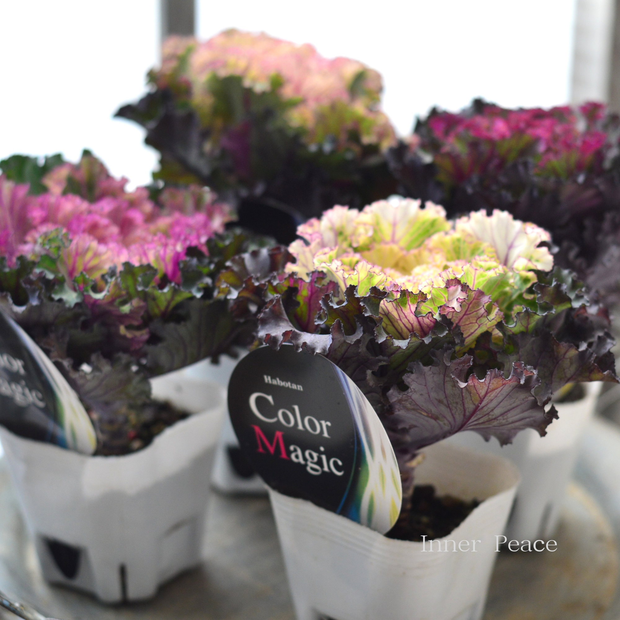 【美しい】 葉牡丹　『カラーマジック・フリル』  3寸POT