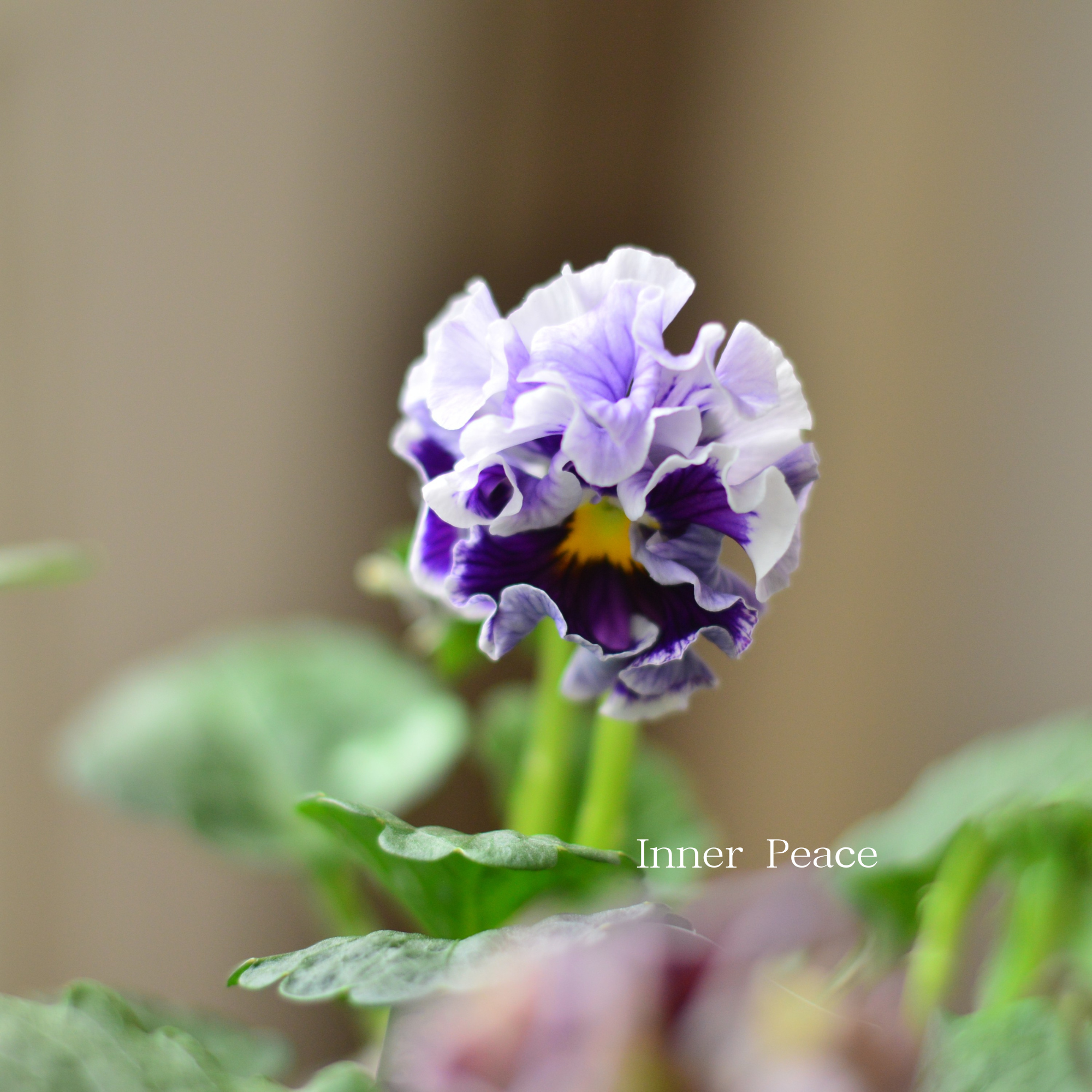 【素敵】 パンジー　『コライユ・ステムロング　ブルー・パープル系』　　3寸ロングPOT