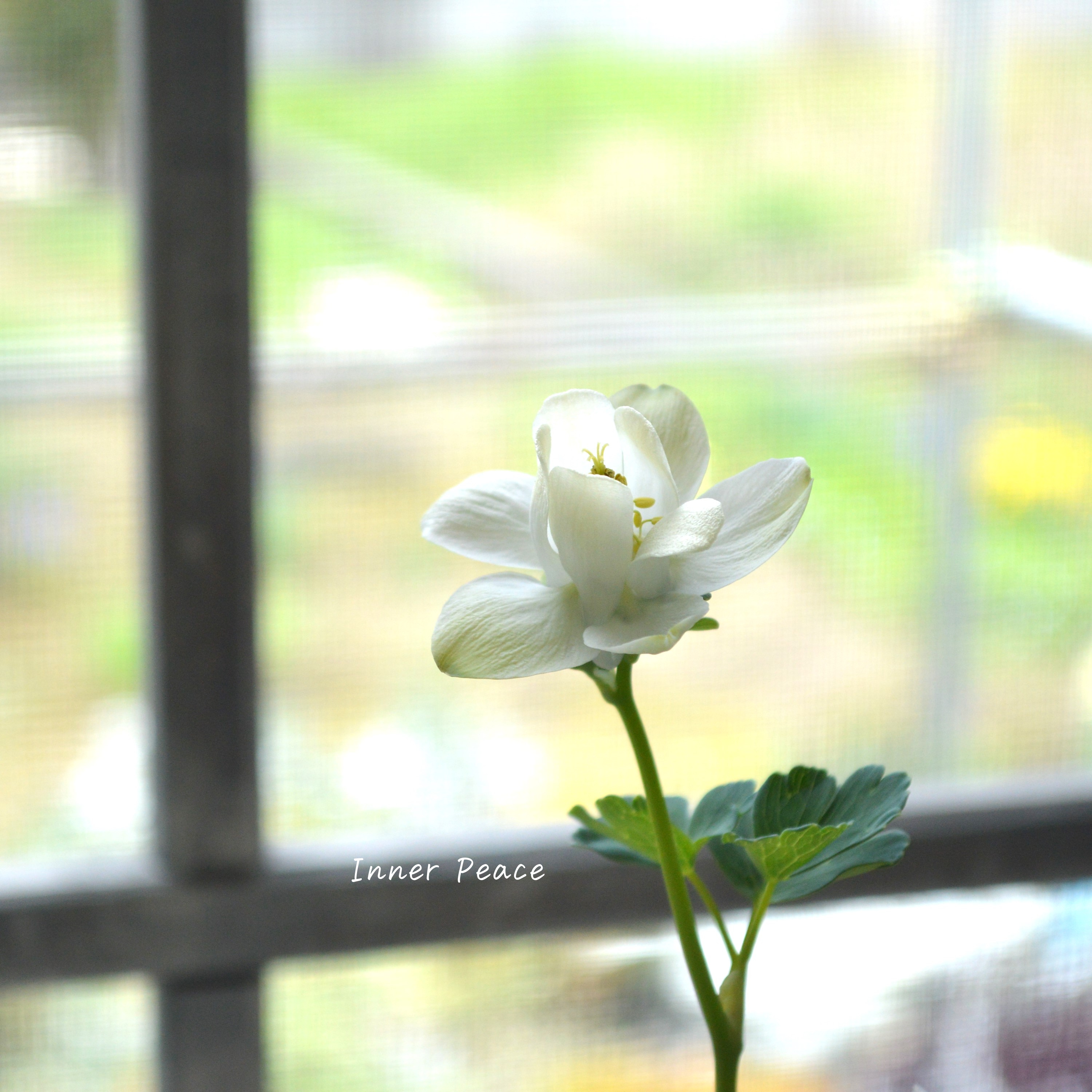 【美しい】 深山オダマキ 『白花』　3寸POT