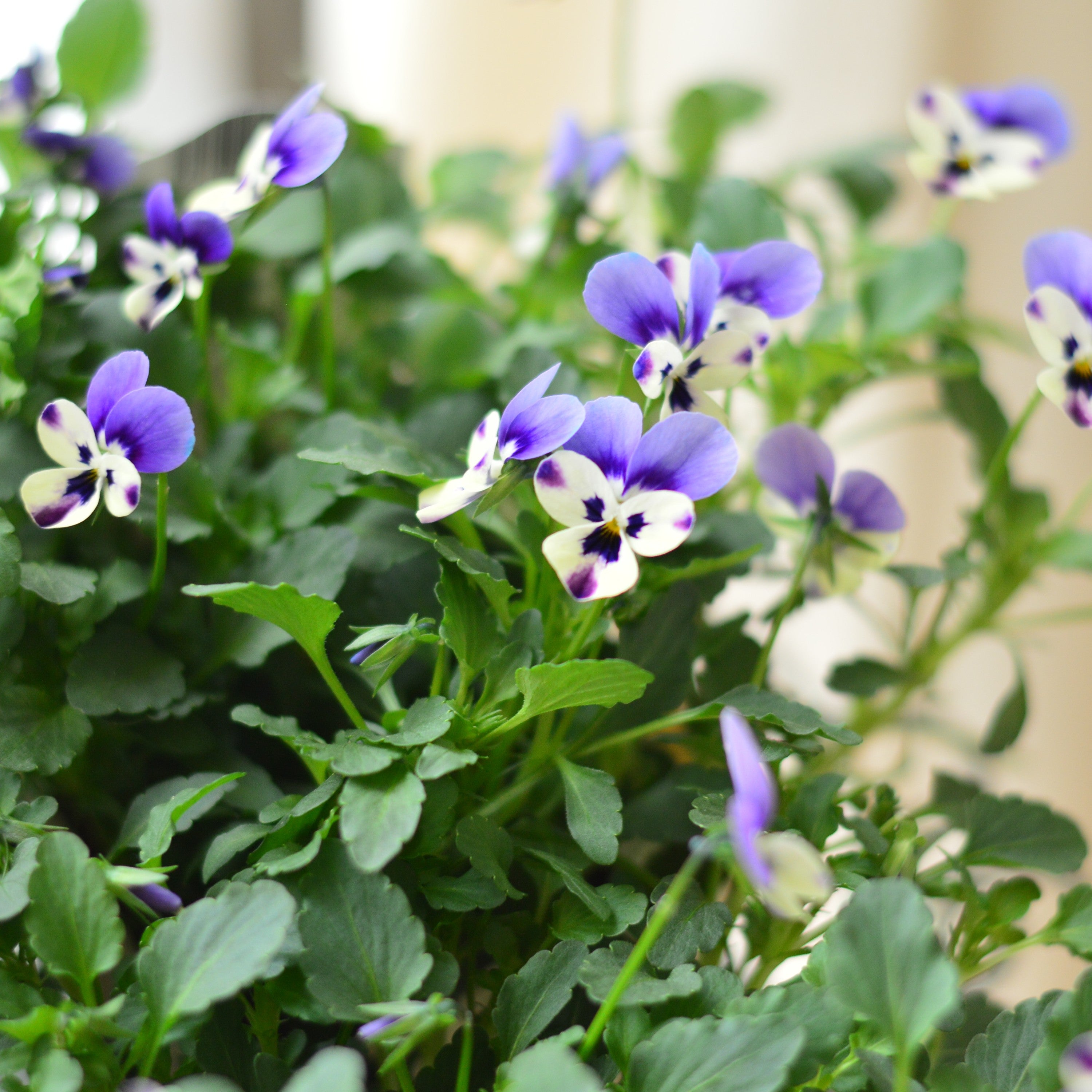 【VEGIHANA FARMさん】 ビオラ　『一期一会・Nouka no asobi・A』　　3.5寸POT