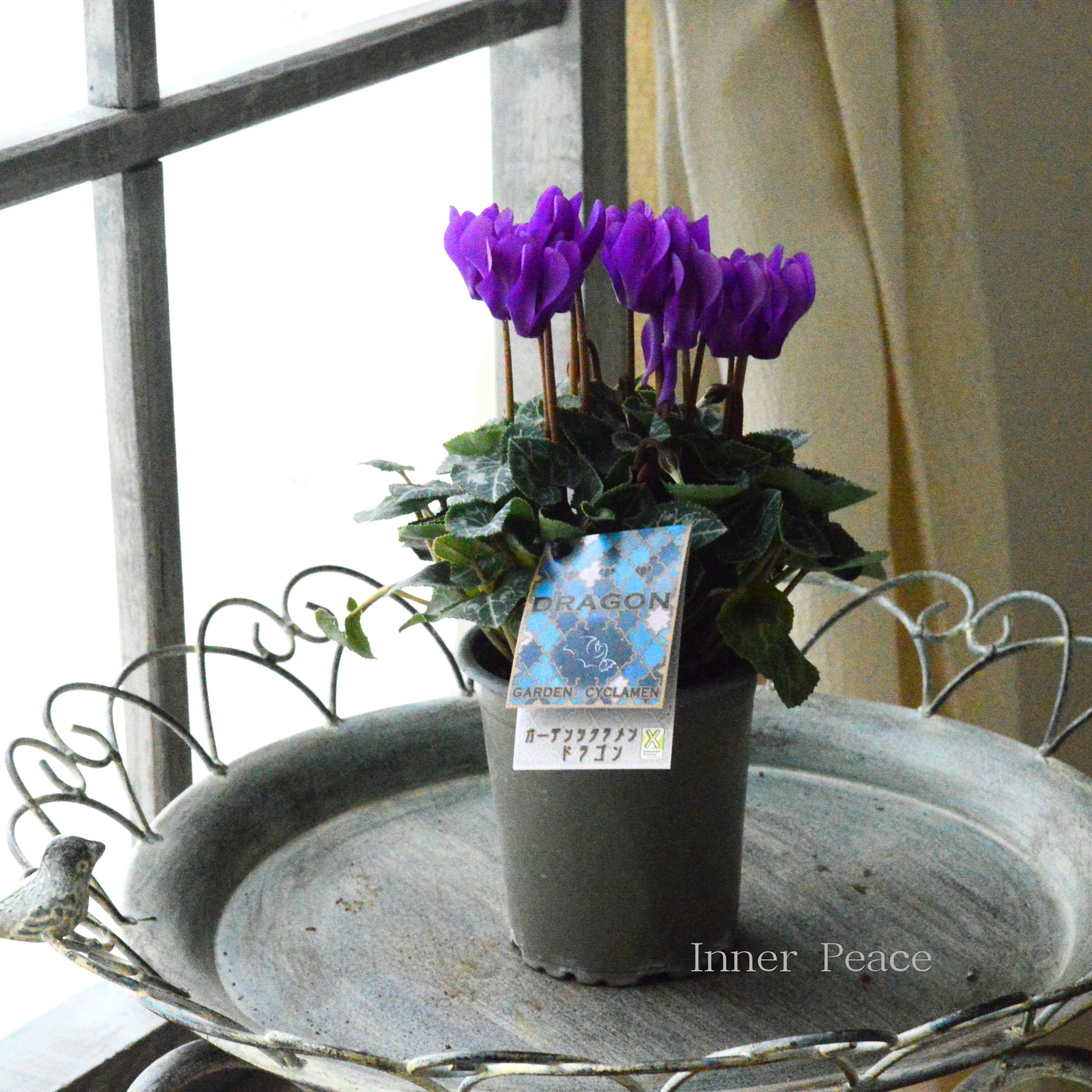 【New】 ガーデンシクラメン　『ドラゴン・ディープブルー』　 3寸硬質POT
