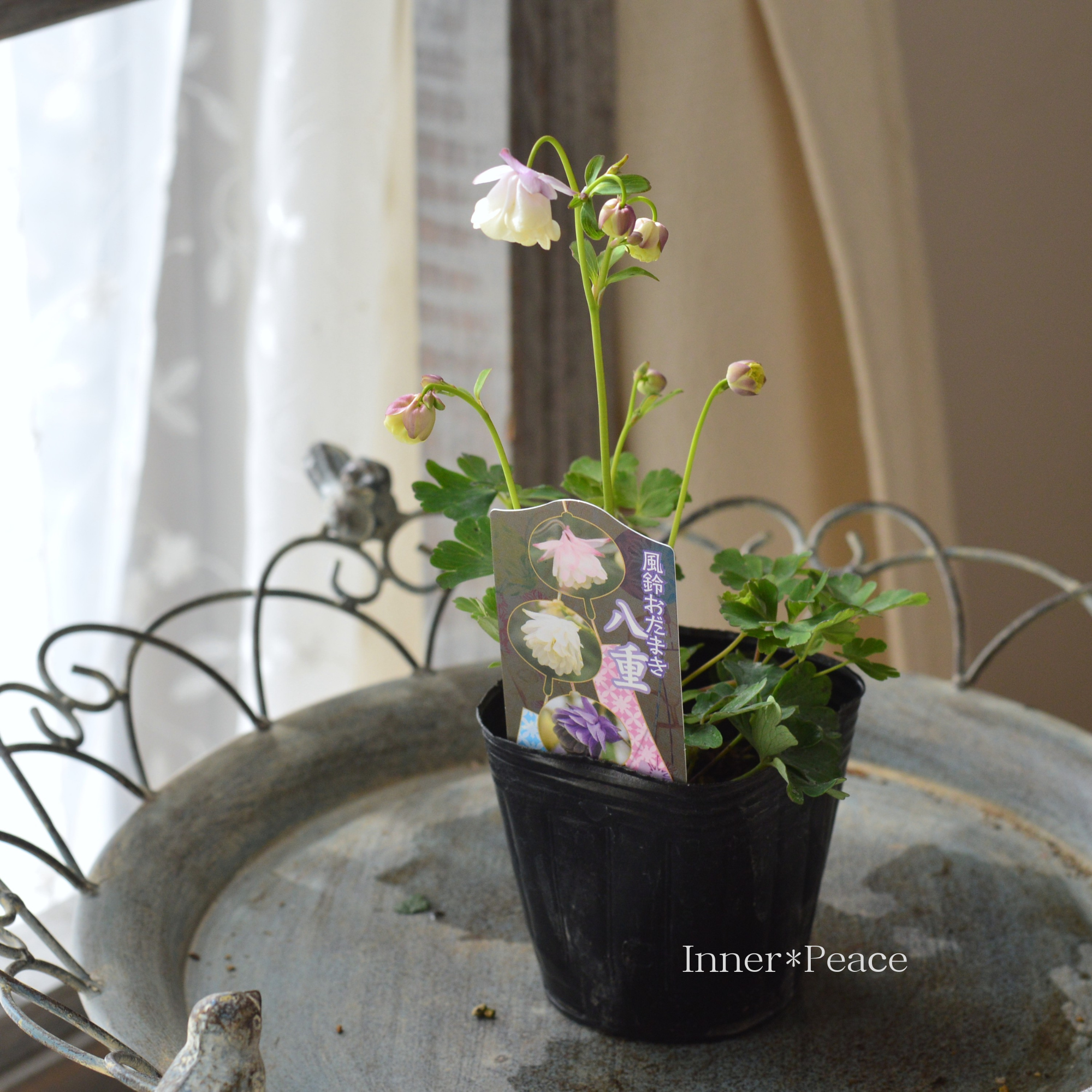 風鈴オダマキ 『ピンク×ホワイト系』　3寸POT