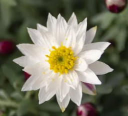 【個性的】 ペーパーカスケード　　3寸POT