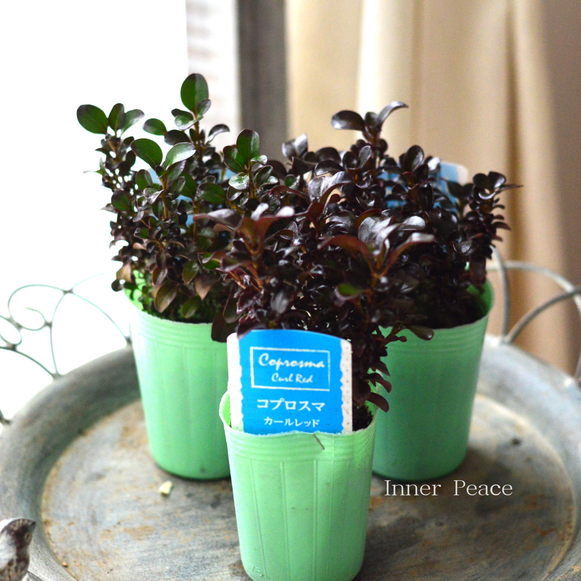 【寄せ植えに】 コプロスマ　『カールレッド』　2.5寸POT