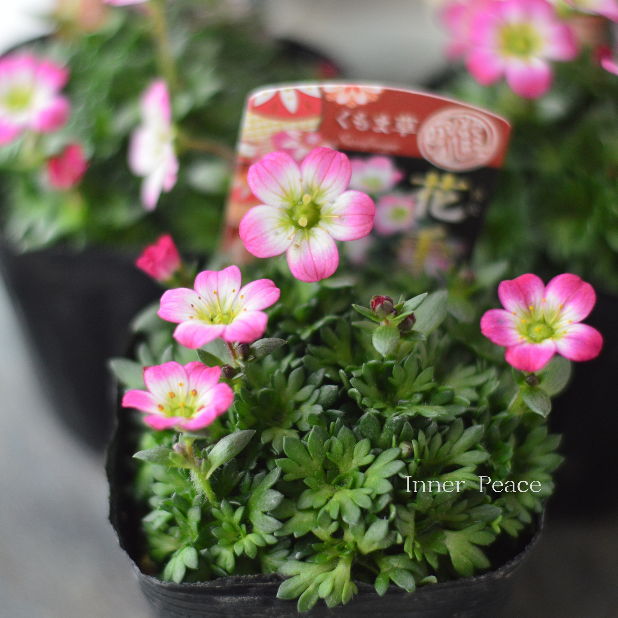 【寒さに強い】新品種　クモマグサ（雲間草）　『花手毬・ピンク』　3寸POT