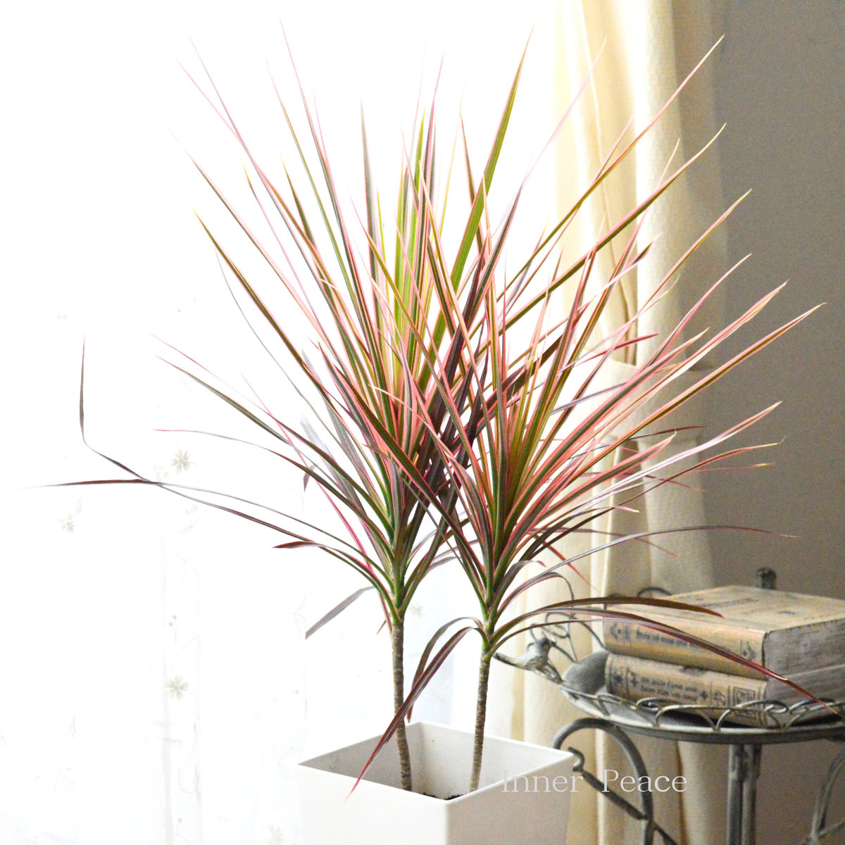 美しい】 ドラセナ コンシンネ 『レインボー』 7号鉢