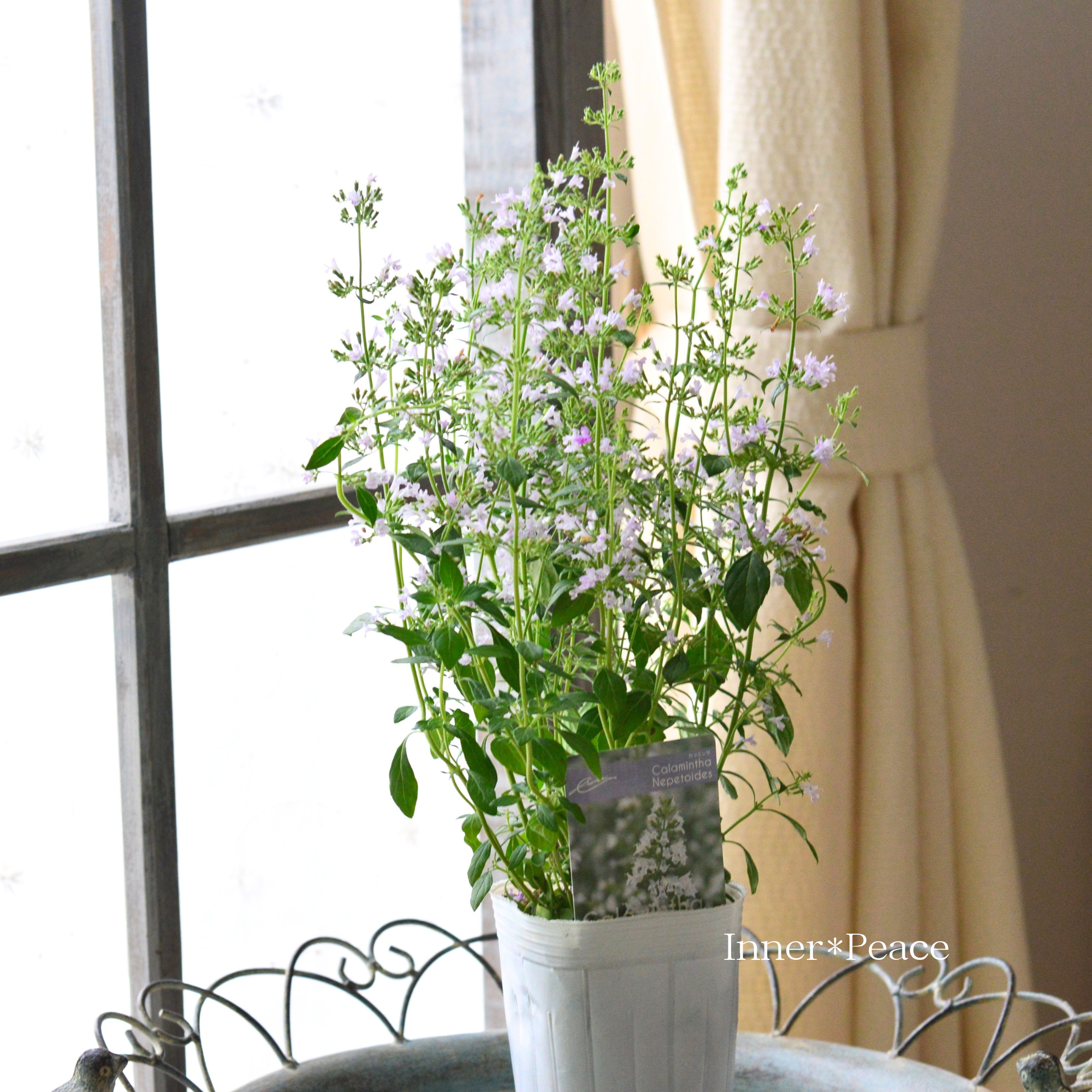 【宿根】 カラミンサ　　3寸ロングPOT