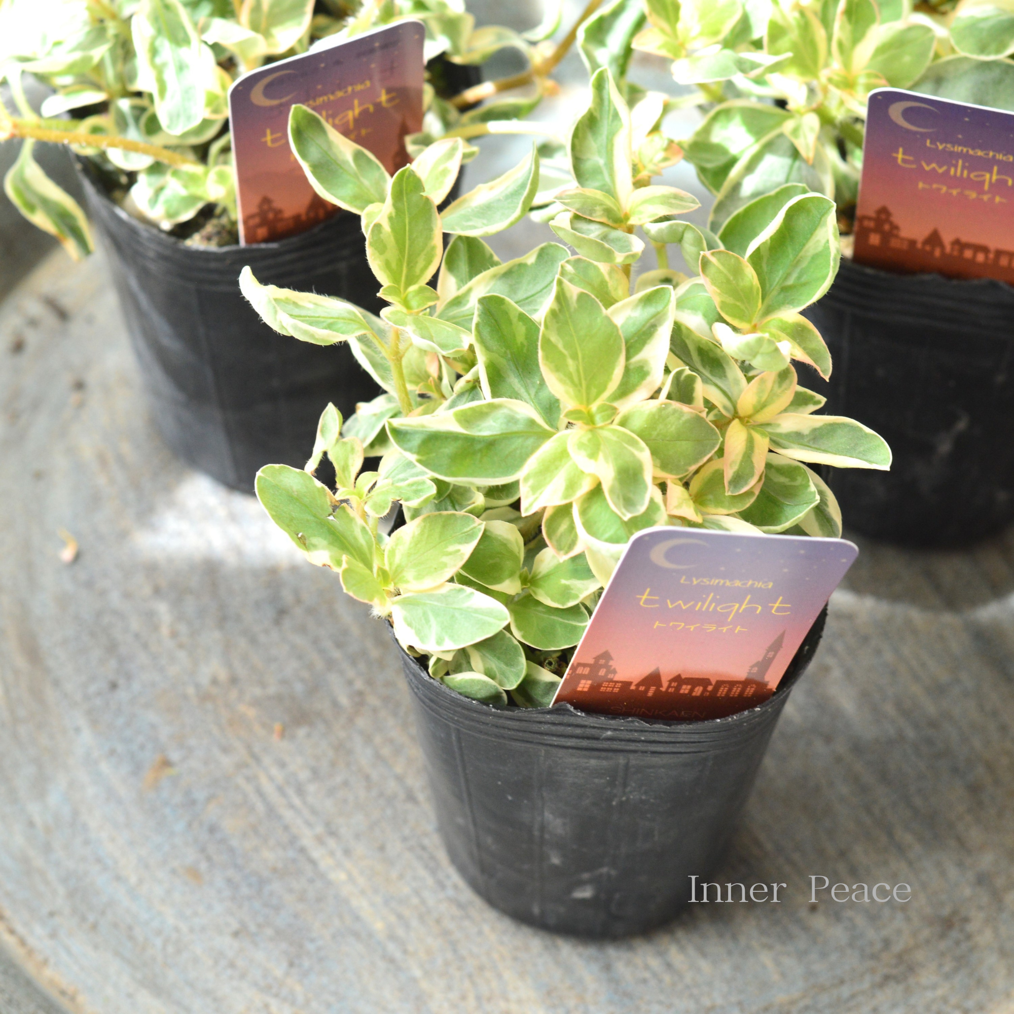 【カラーリーフ】 リシマキア 『トワイライト』　　2.5～3寸POT