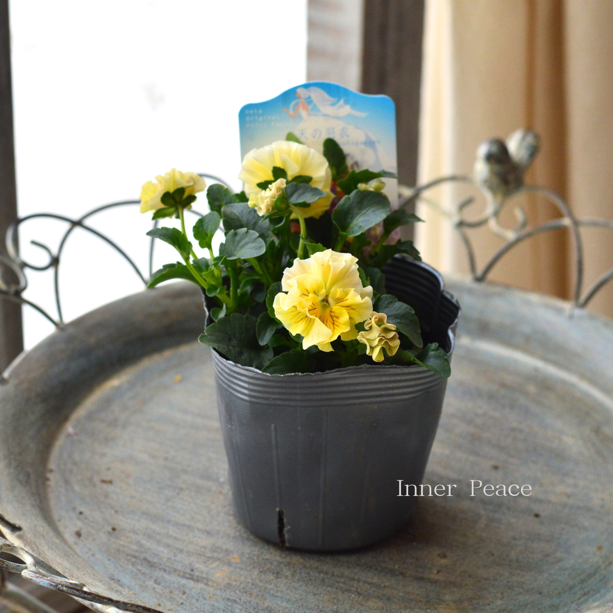 【うえたさん育種】 ミニパンジー　『天の羽衣・イエロー』　3.5寸POT