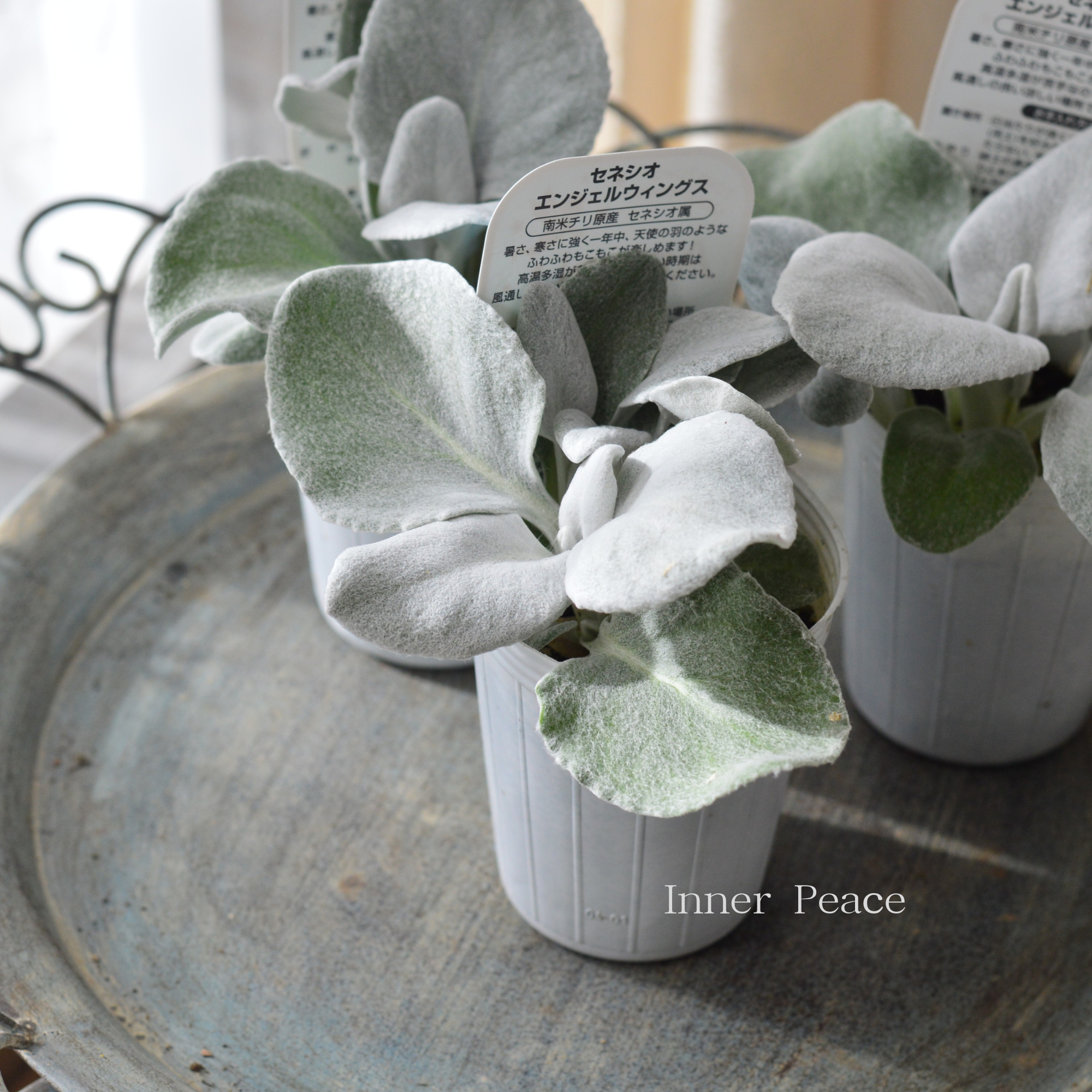 【寄せ植えに】 セネシオ　『エンジェルウィングス』　　2.5寸ロングPOT