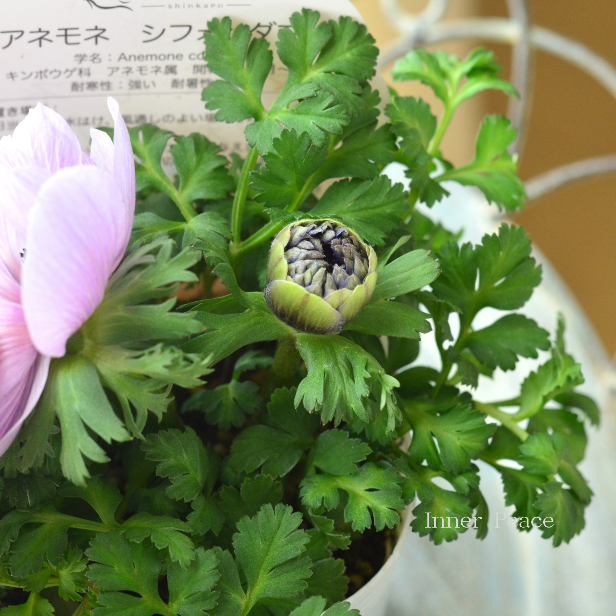 【神花園さんオリジナル】 八重咲きアネモネ 『シフォンダブル・パープル系』　3.5寸POT