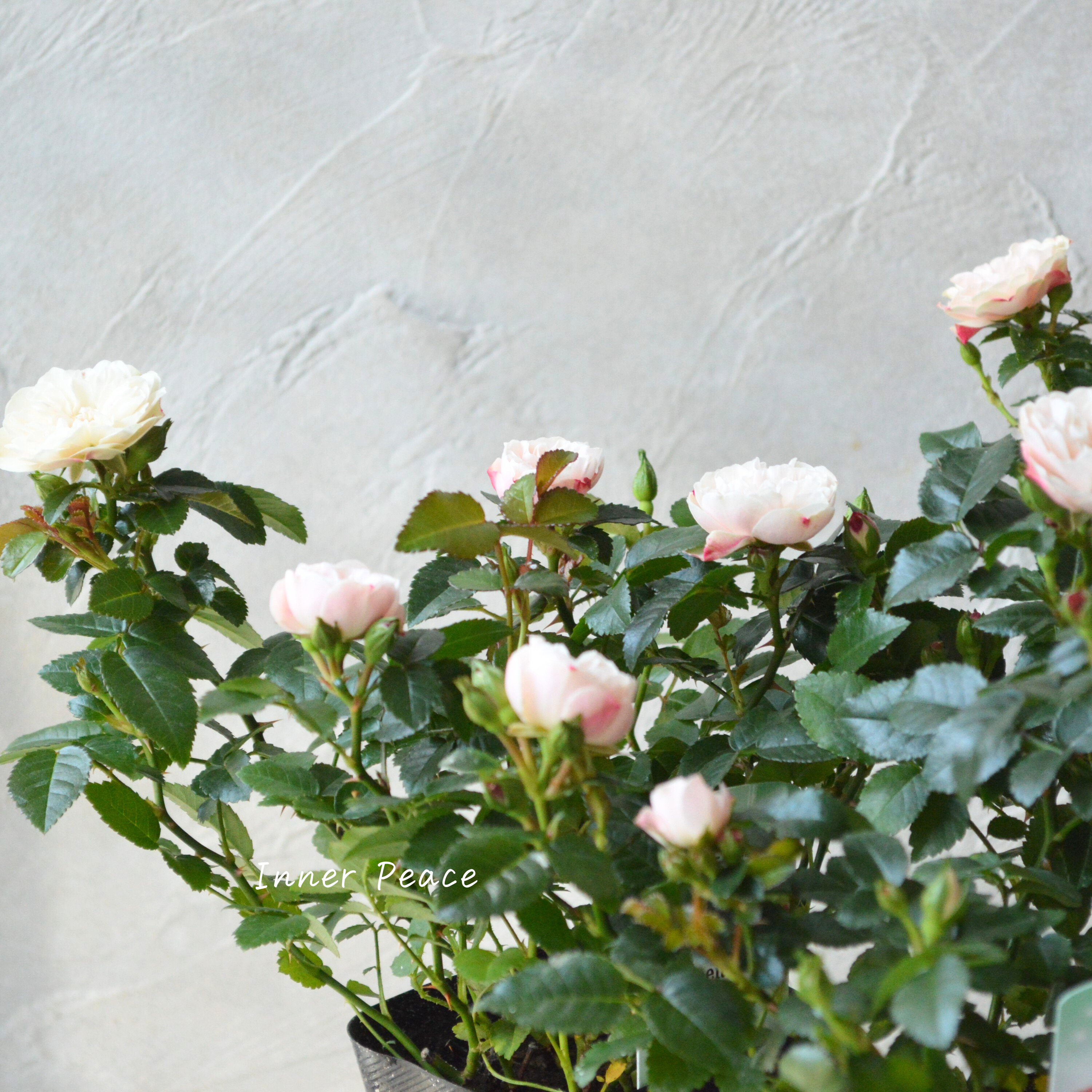 【美しい】 ミニ薔薇  『グリーンアイス』  3寸POT