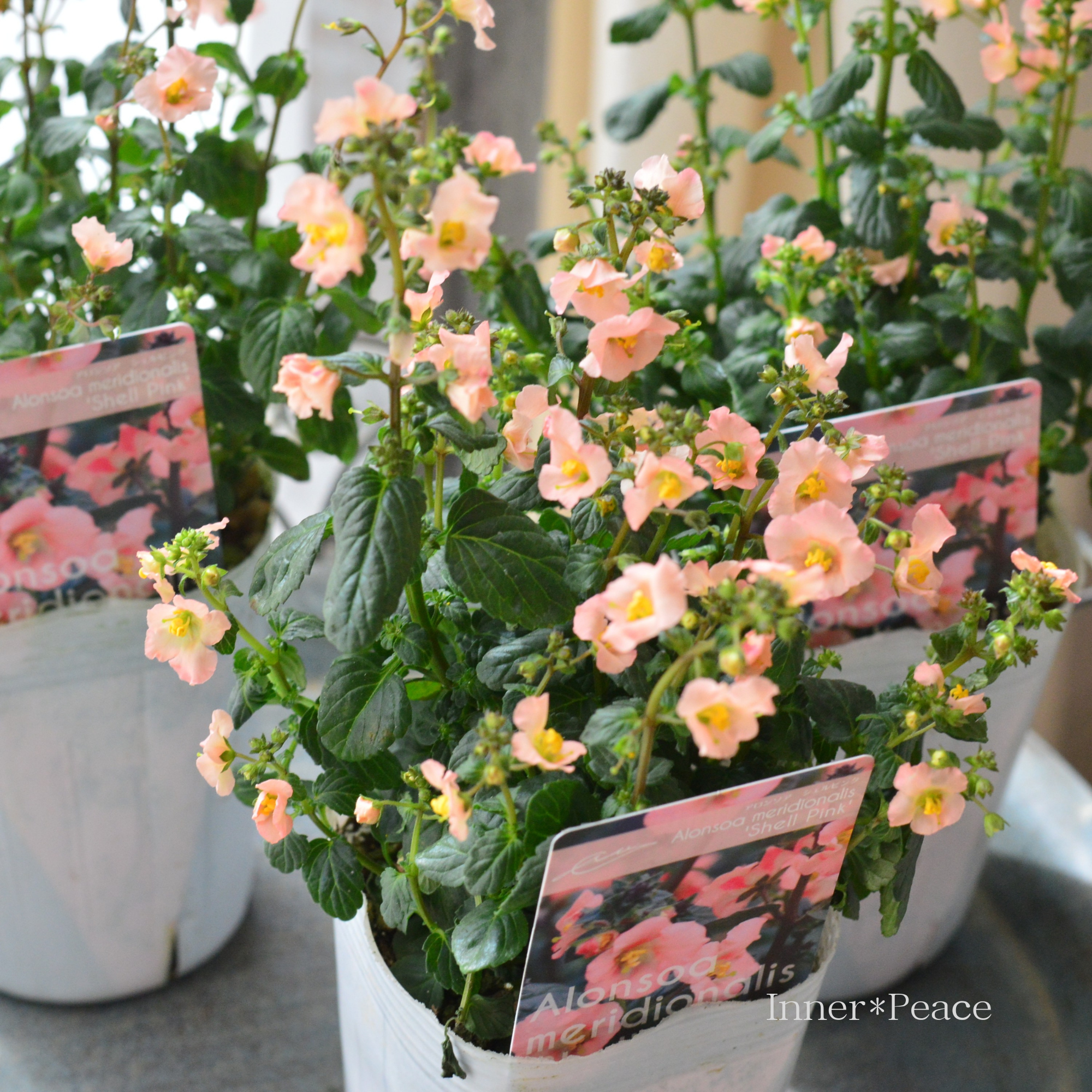 開花期が長い】 アロンソア 『シェルピンク』 3寸ロングPOT