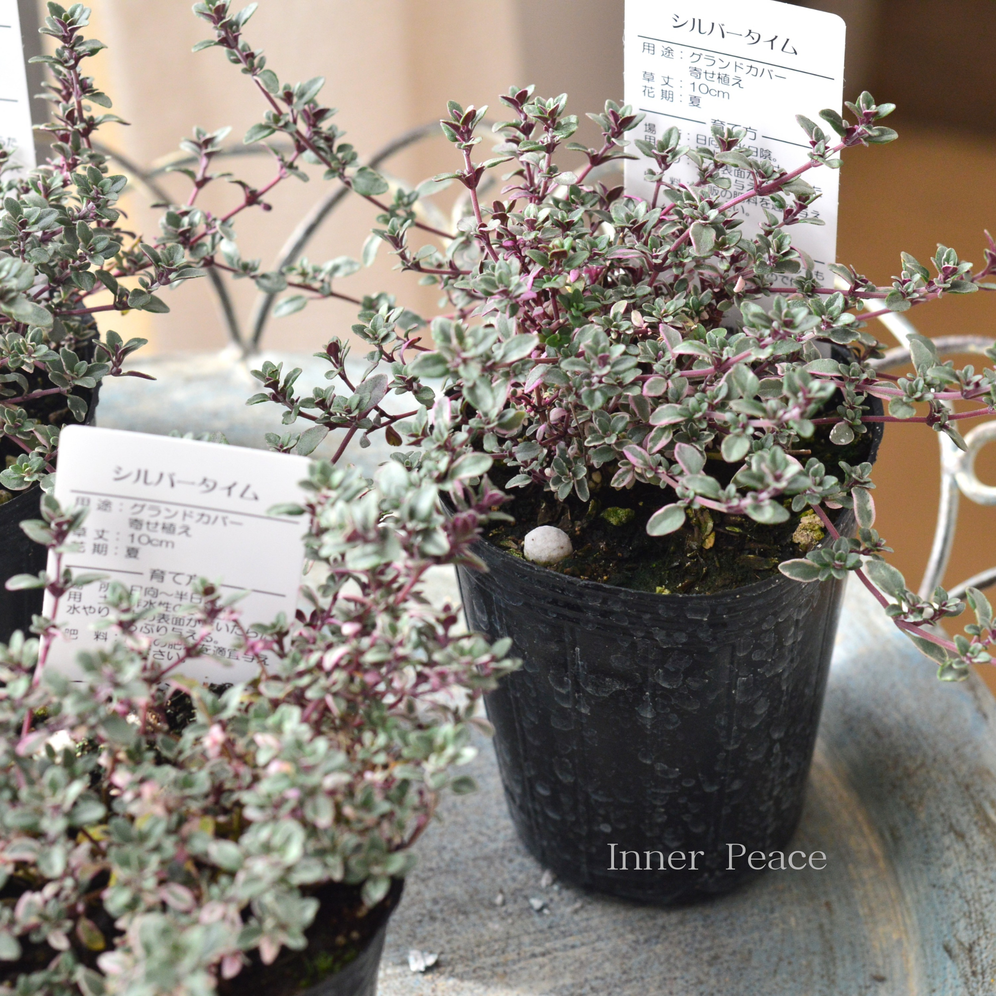 【寄せ植えに】 シルバータイム　2.5寸ロングPOT