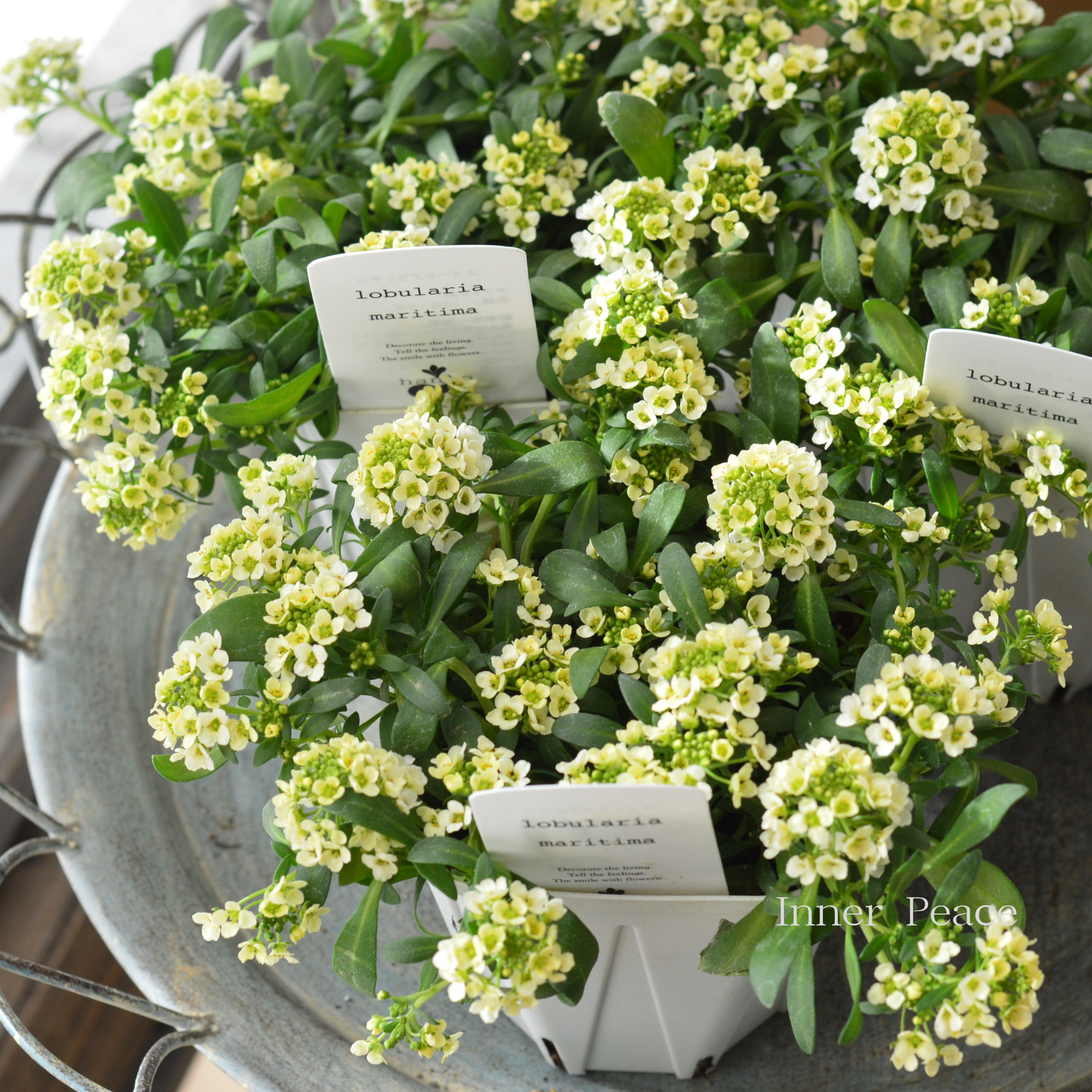 【４本植え】 スイートアリッサム　『イエロー』　　3.5寸硬質POT