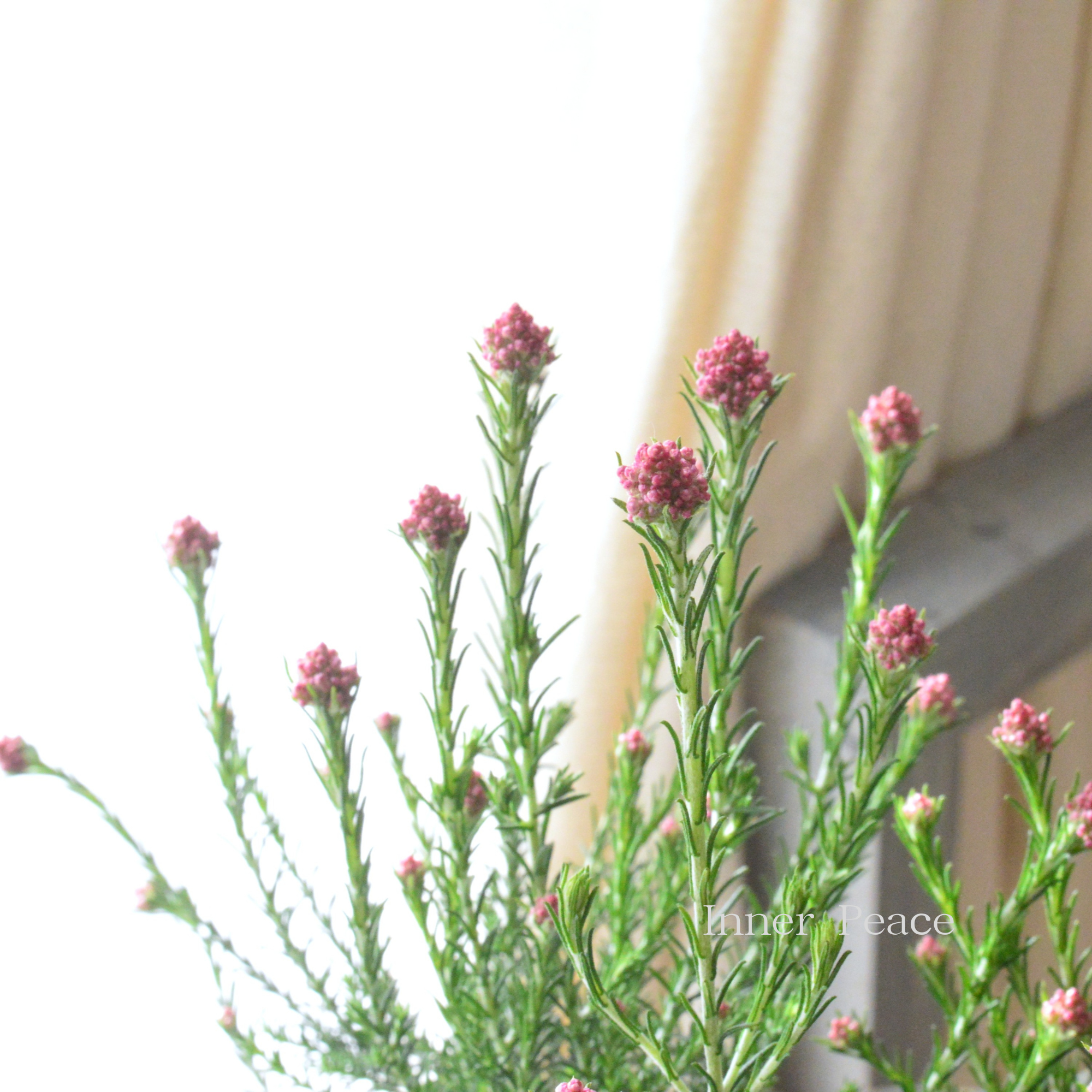 【人気】 ライスフラワー　『カシスピンク』　3寸ロングPOT