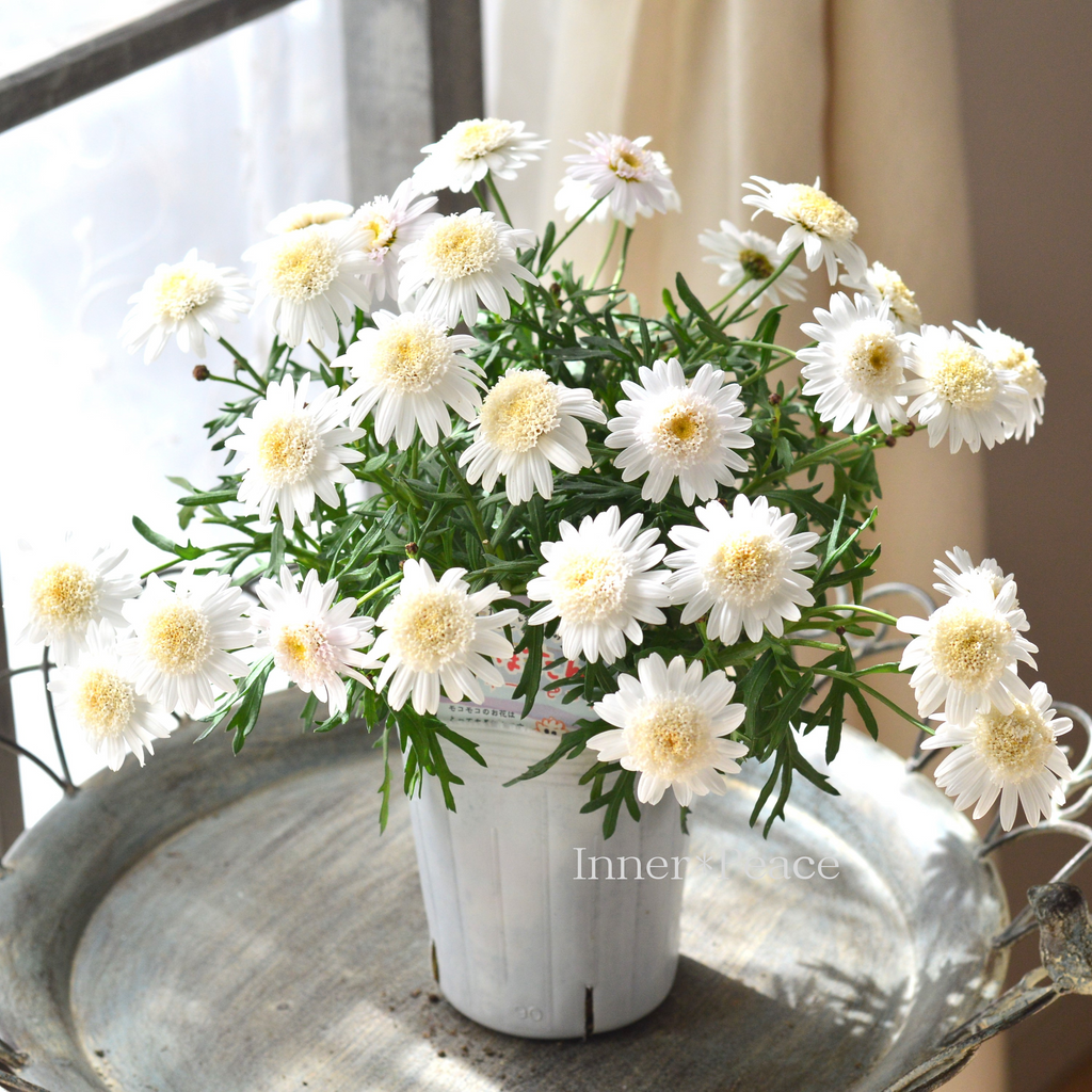 松原園芸さん】 マーガレット 『ぽぽたん・スイートピンク』 3寸ロングPOT