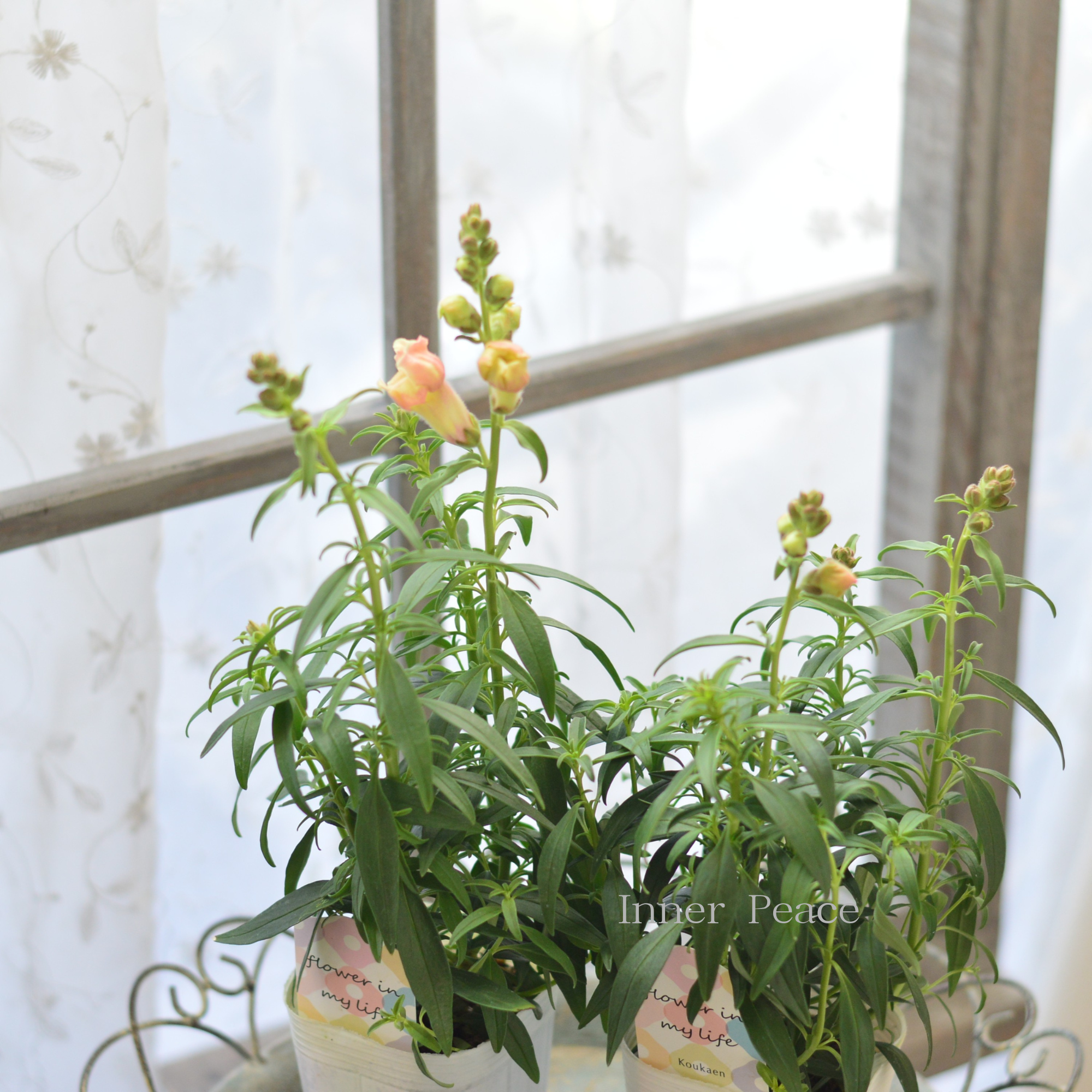 【かわいい】 キンギョソウ・トゥイニー　『ピーチ』　　3寸ロングPOT