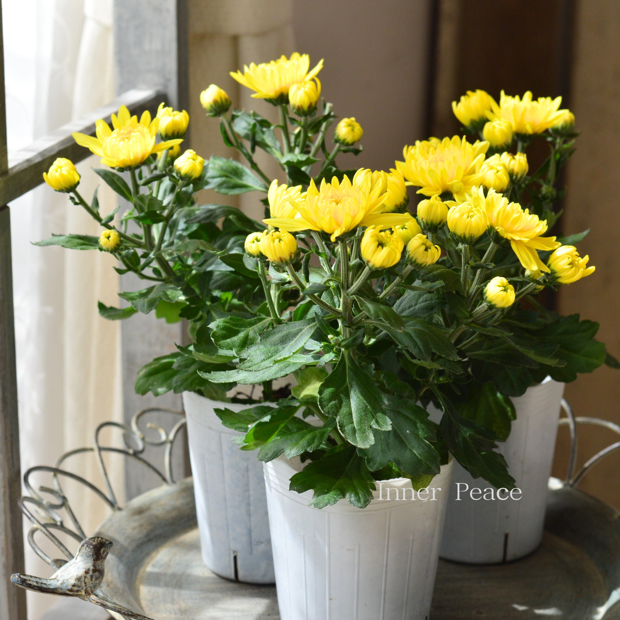 【秋の花】 カクテルマム 『クリスタル・イエロー系』　　3寸ロングPOT