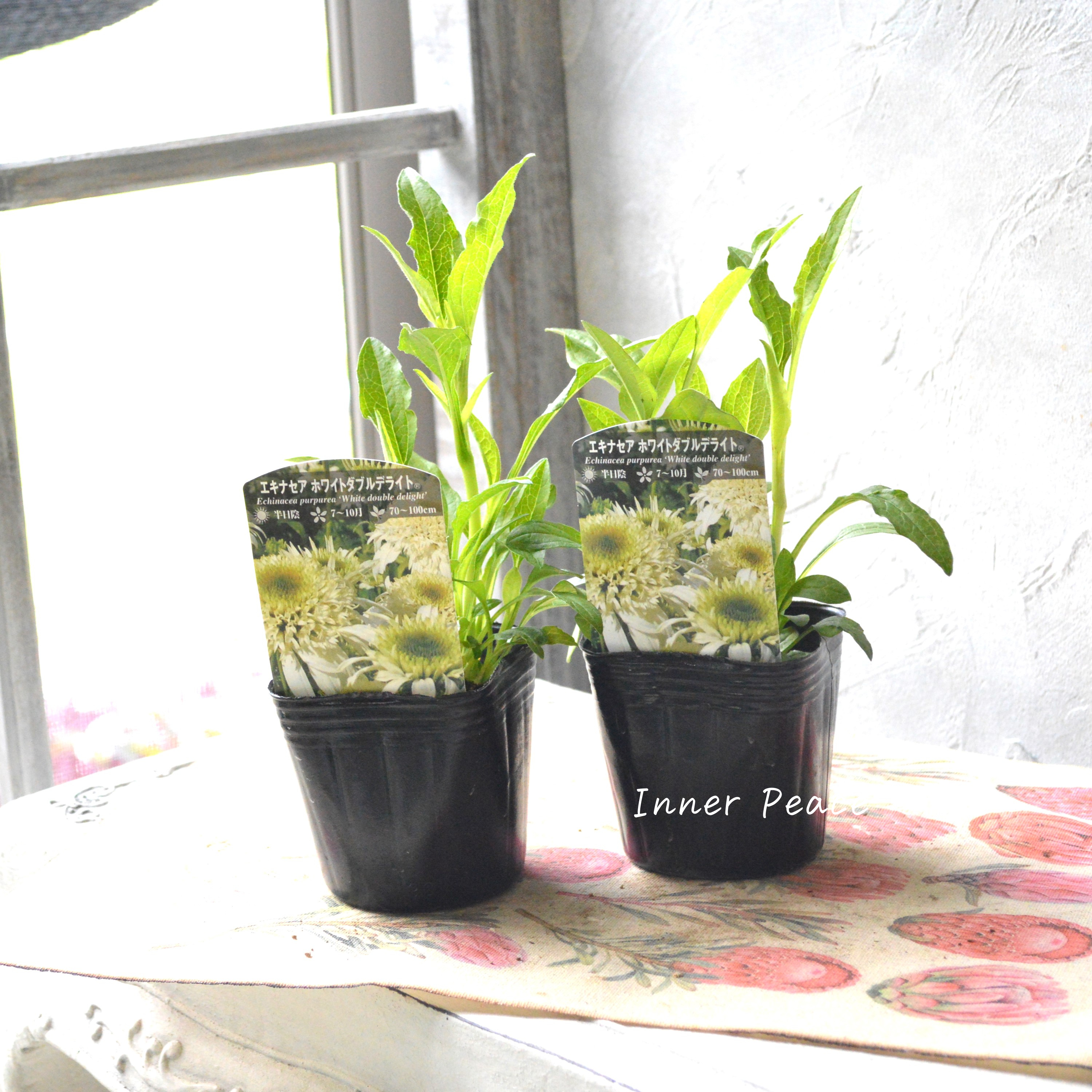 【暑さ寒さに強い】 エキナセア　『ホワイトダブルデライト』植え込み用　3寸POT