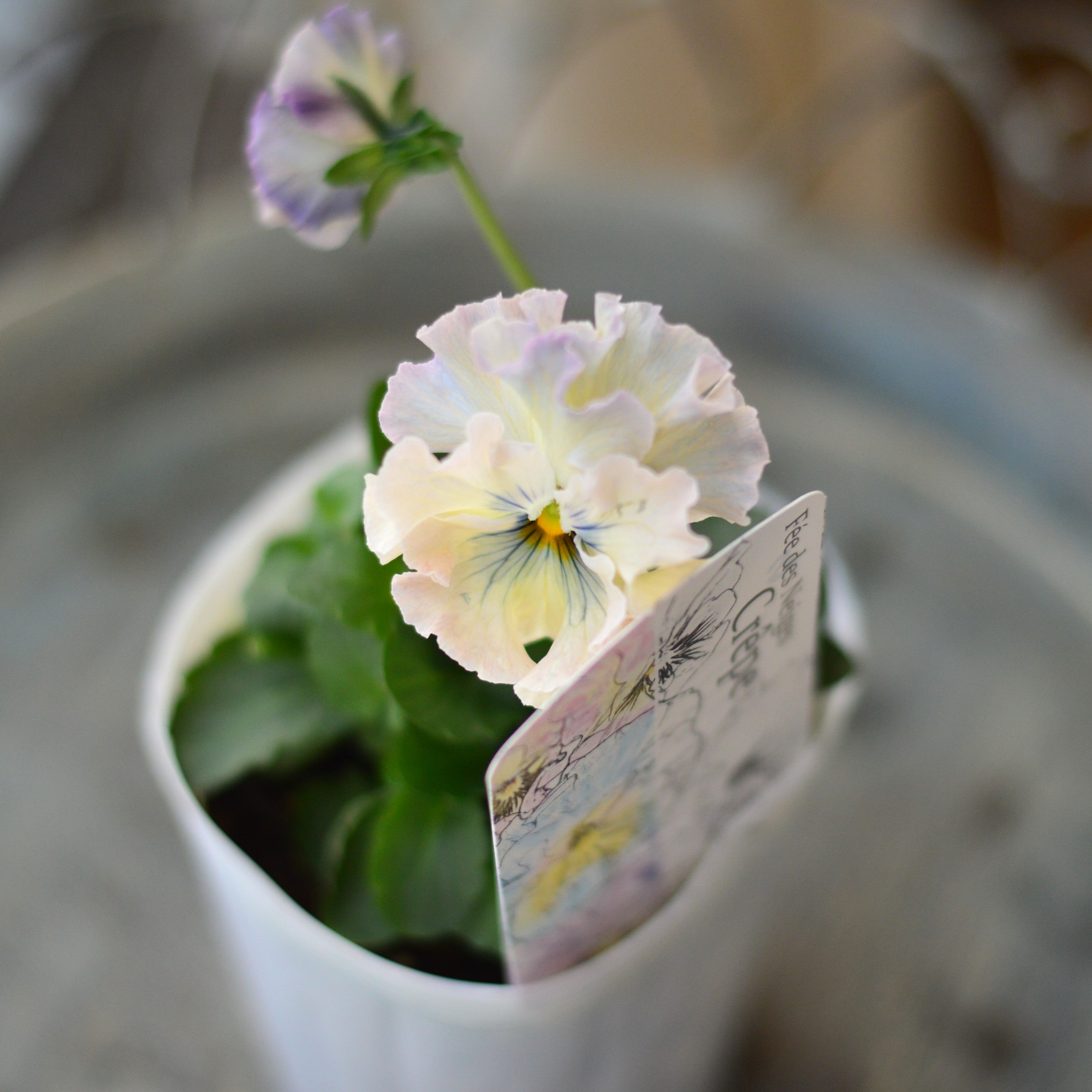 【美しい】 パンジー 『フェデネージュ・クレープ　スペシャル』　3寸POT