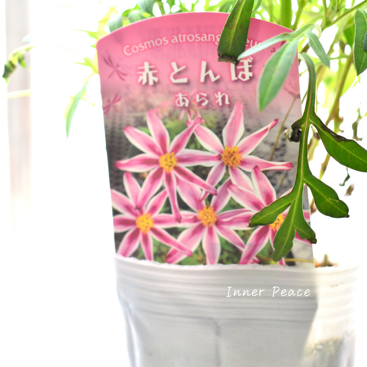 美しい】 チョコレートコスモス・赤とんぼ 『あられ』 3寸ロングPOT