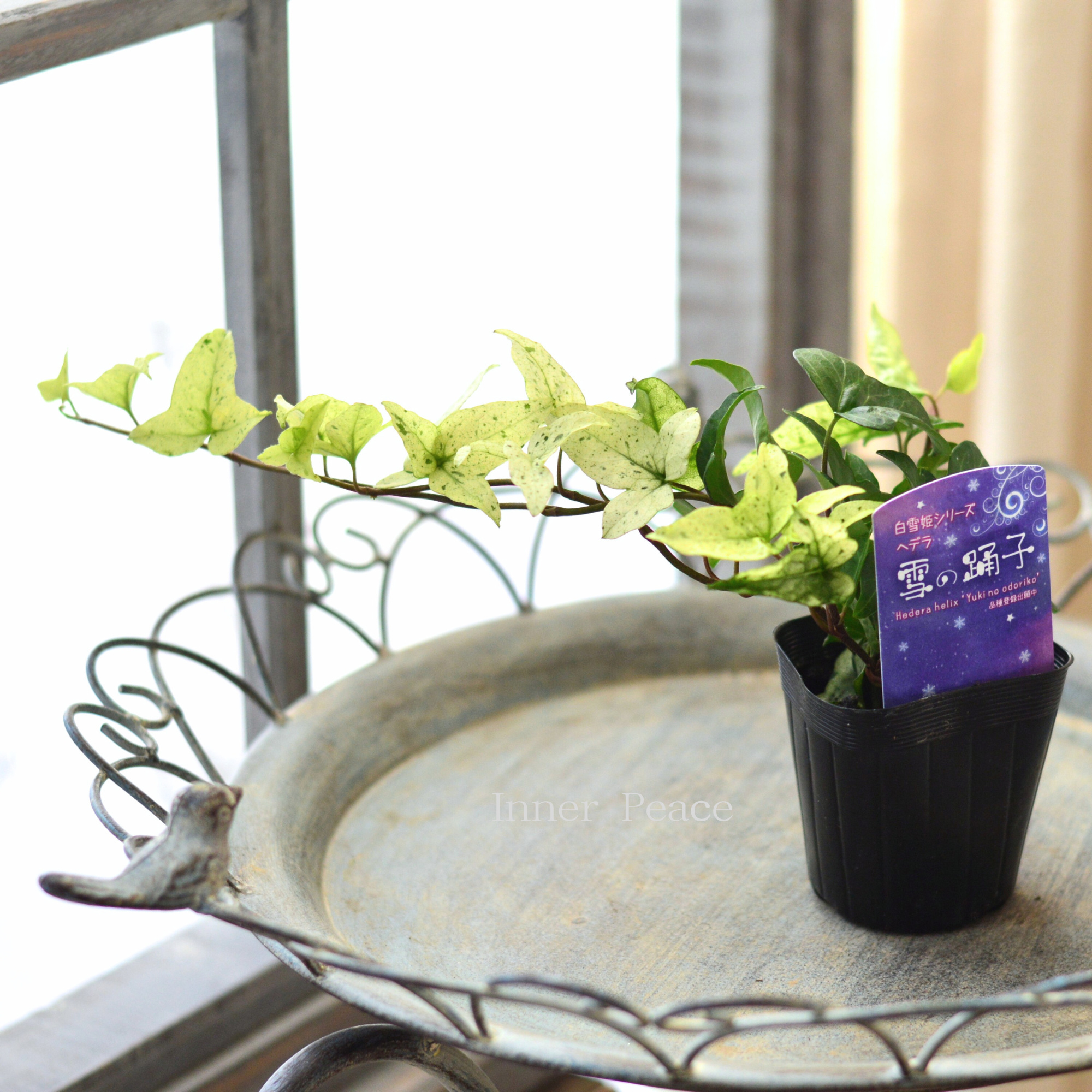 【広野園芸さん】 ヘデラ 『雪の踊子』　2.5寸POT