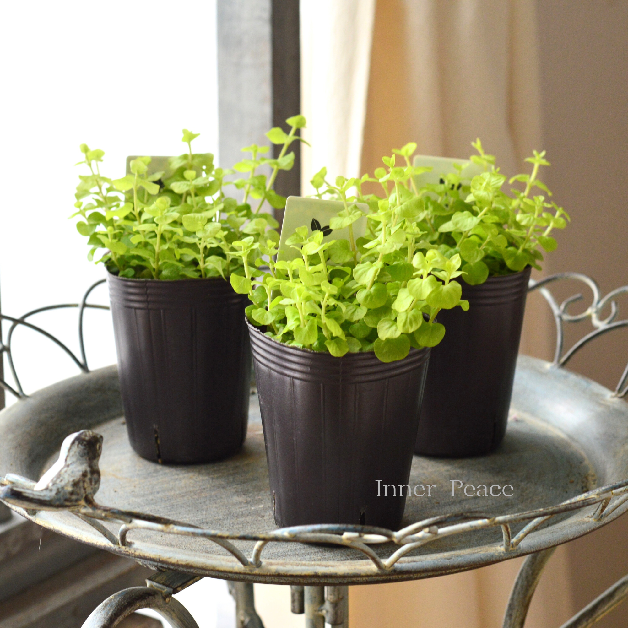 【分割できる】 リシマキア 『ヌムラリア・オーレア』　2.5寸ロングPOT