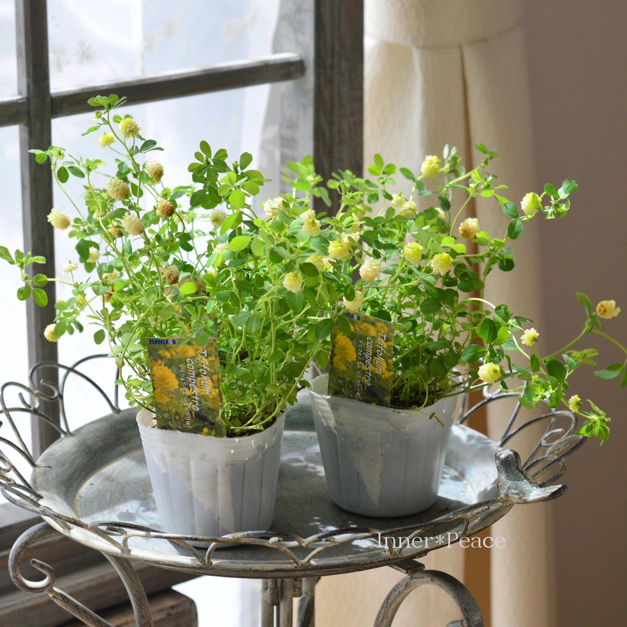 【かわいい】 トリフォニウム 『イエローリボン』　3寸POT