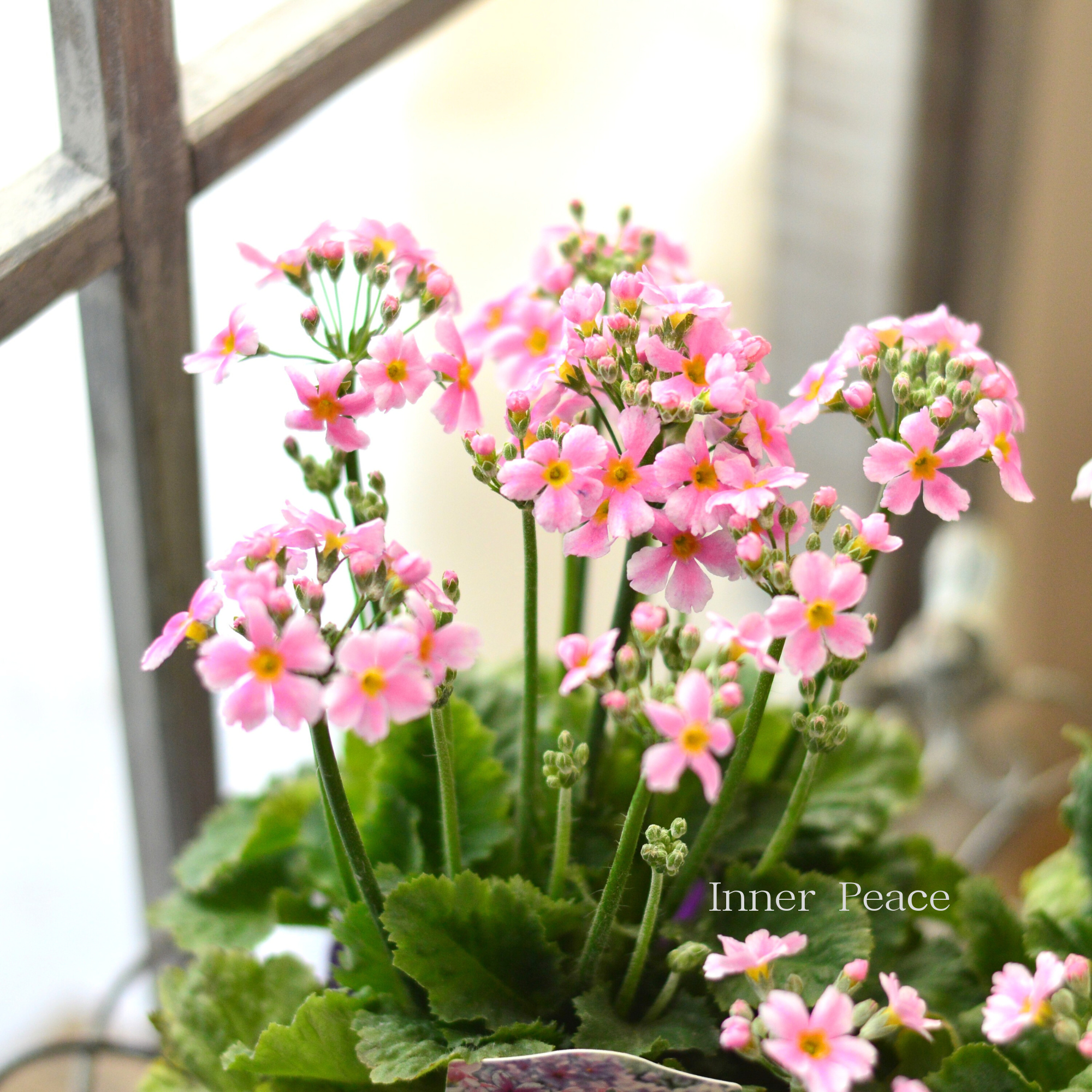 【星咲き】 プリムラ マラコイデス 『エトワール・ライトピンク系』　　3.5寸POT