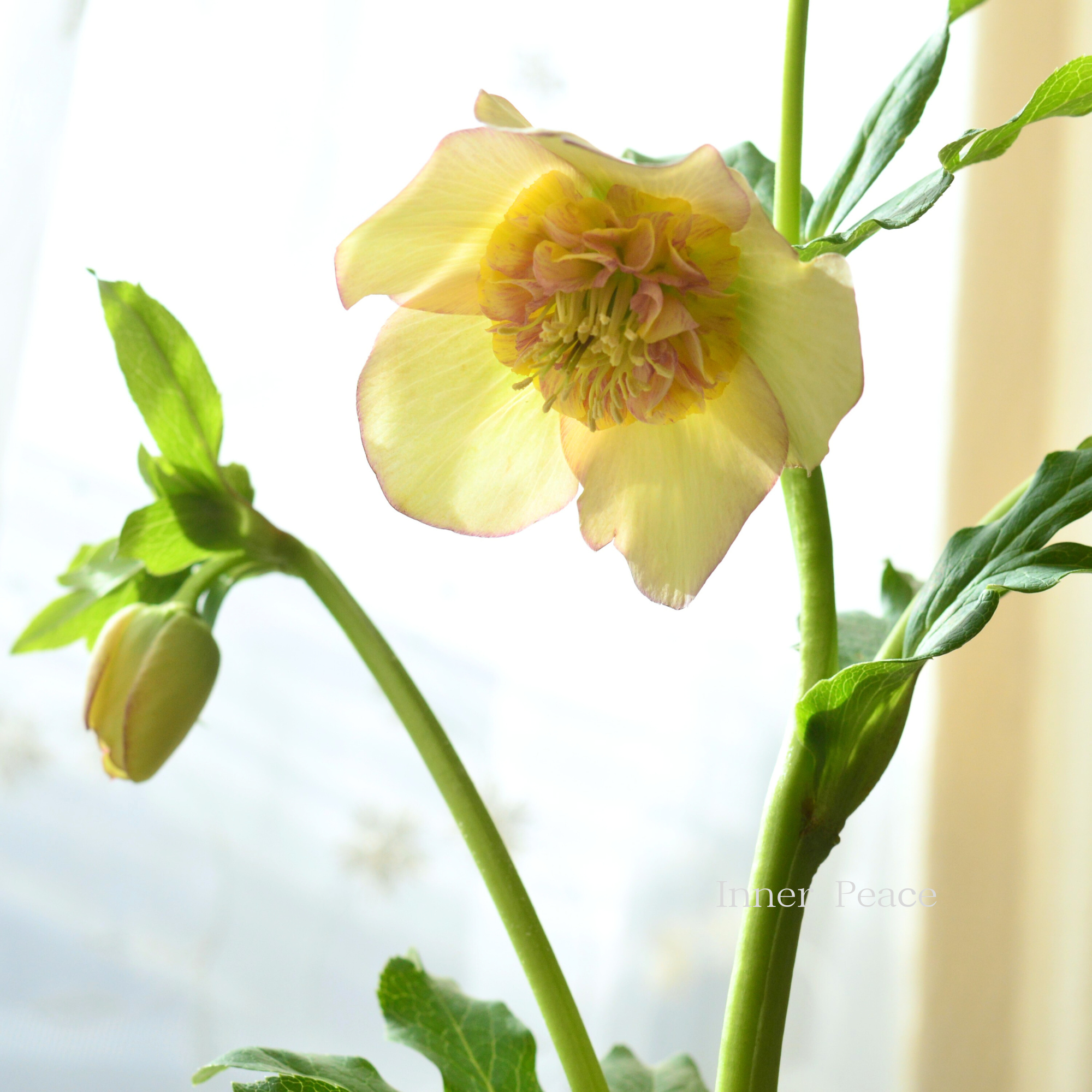 【杉光園芸さん】  クリスマスローズ 『セミダブル』　　４号ＰＯＴ