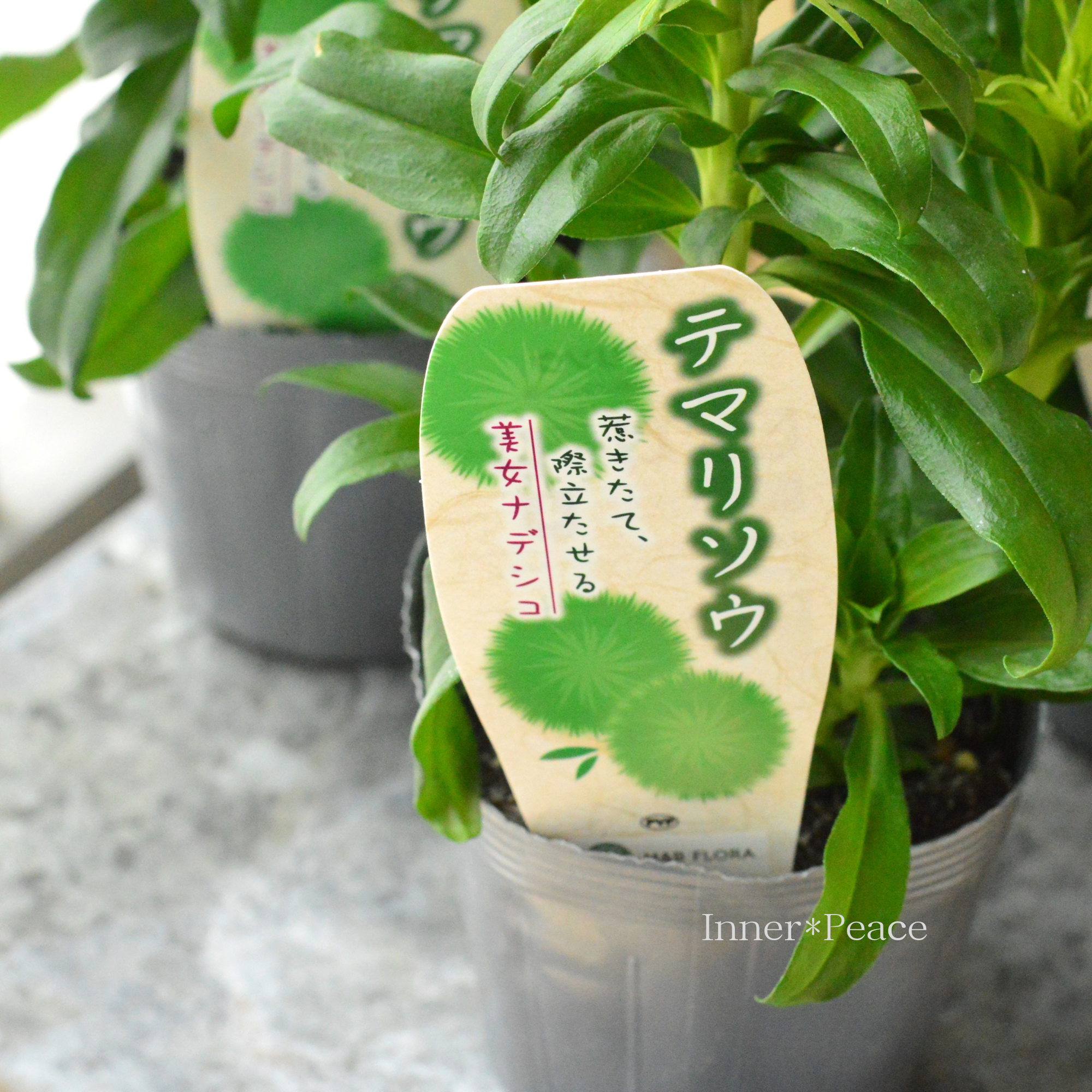 【個性的】 テマリソウ（美女ナデシコ）　3.5寸POT　