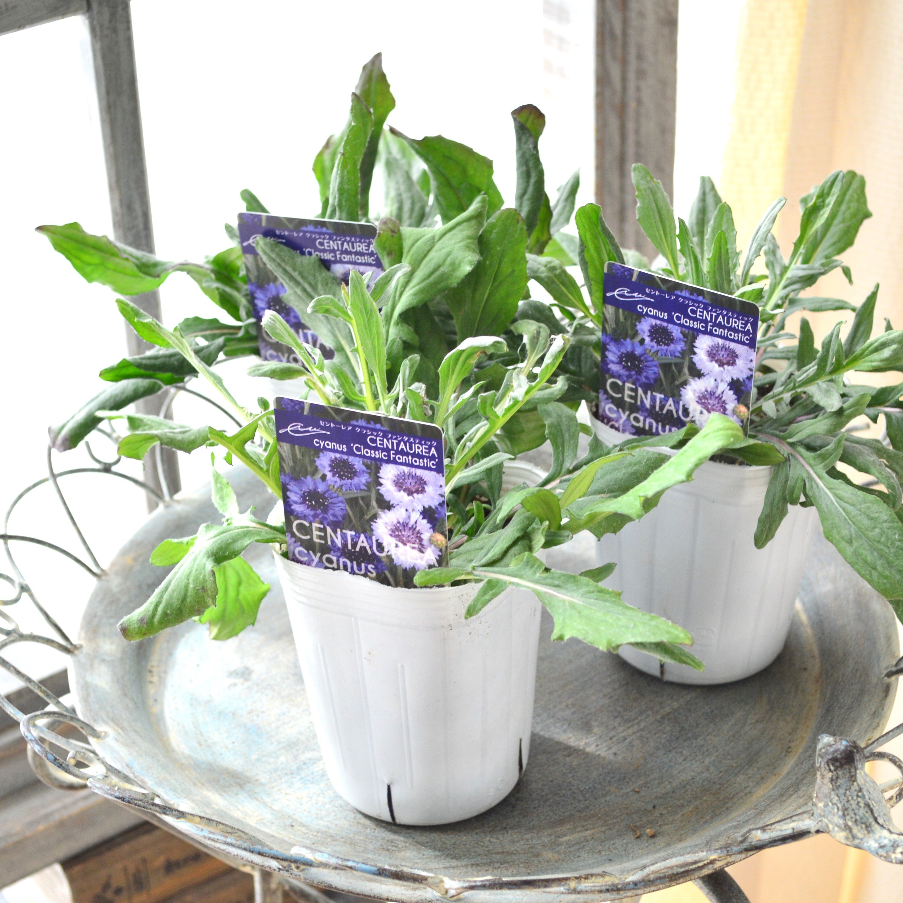 【寒さに強い】 セントーレア（矢車草） 『クラシックファンタスティック』植え込み用　3寸POT