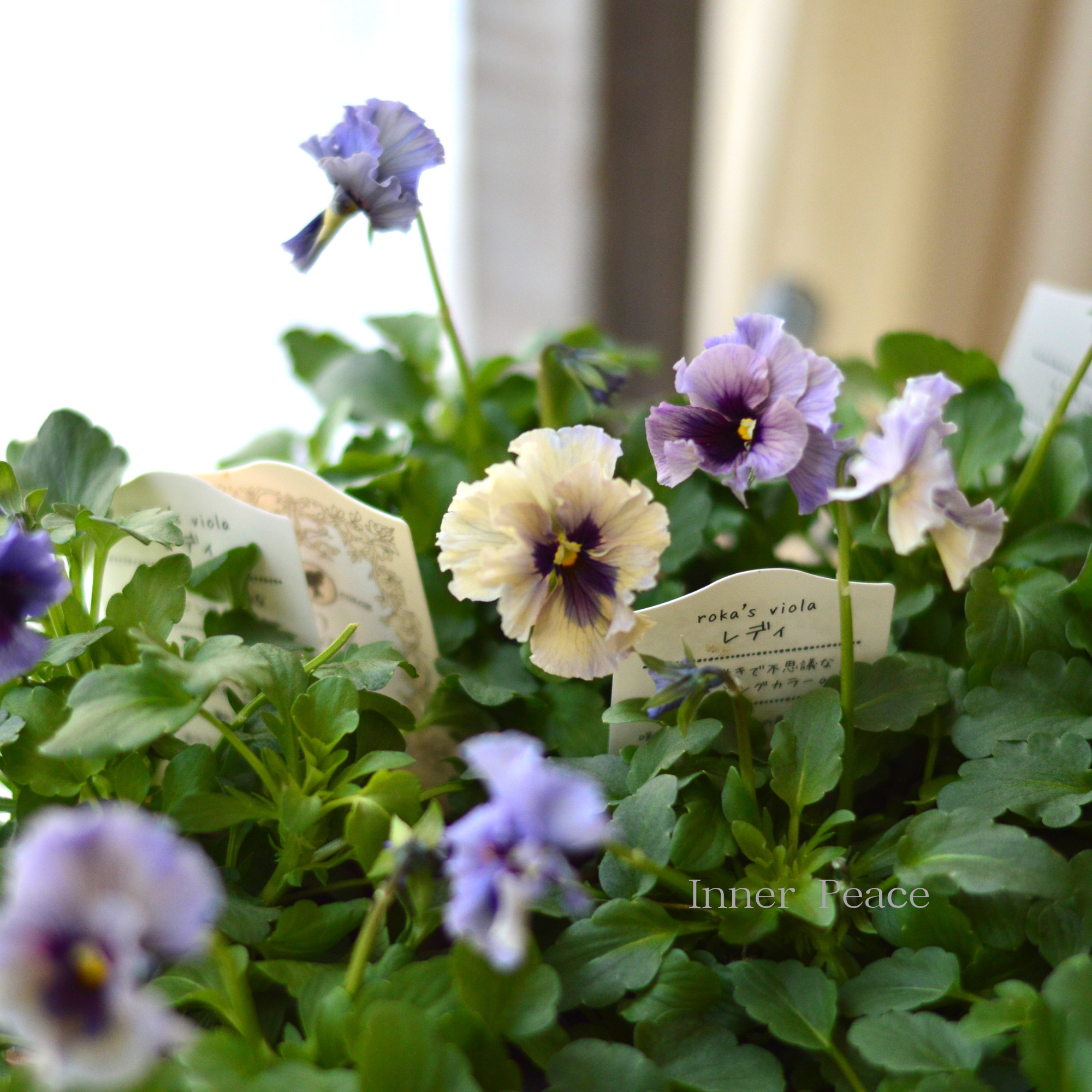 希少】 石川園芸さんビオラ 『レディ』 3寸POT 希少】 石川園芸さんビオラ 『レディ』 3寸POT