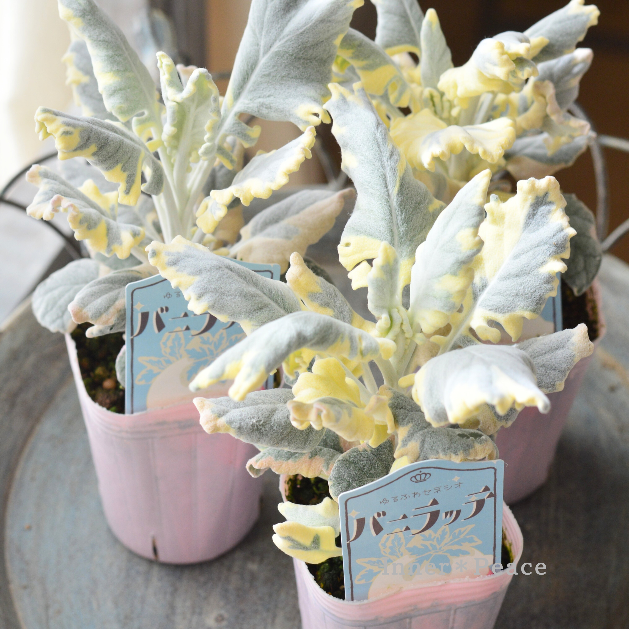 【寄せ植えに】 セネシオ　『バニラッテ』　　2.5寸POT