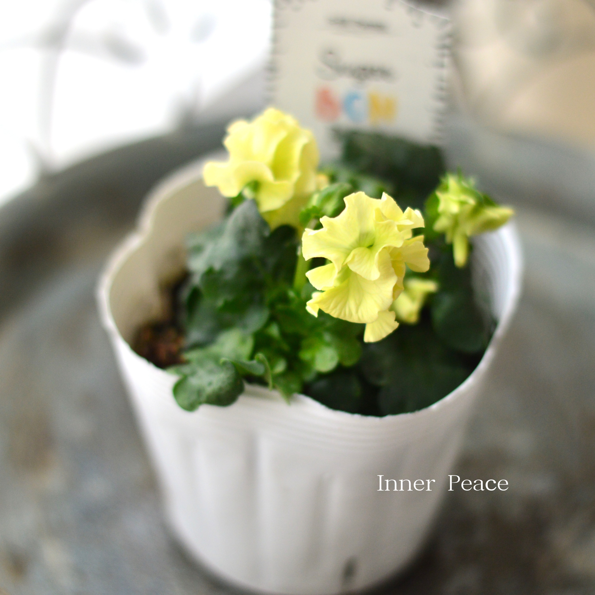 【湘南Berryさん】 フリルパンジー 『シュガーボンボン・イエロー系』　3寸POT