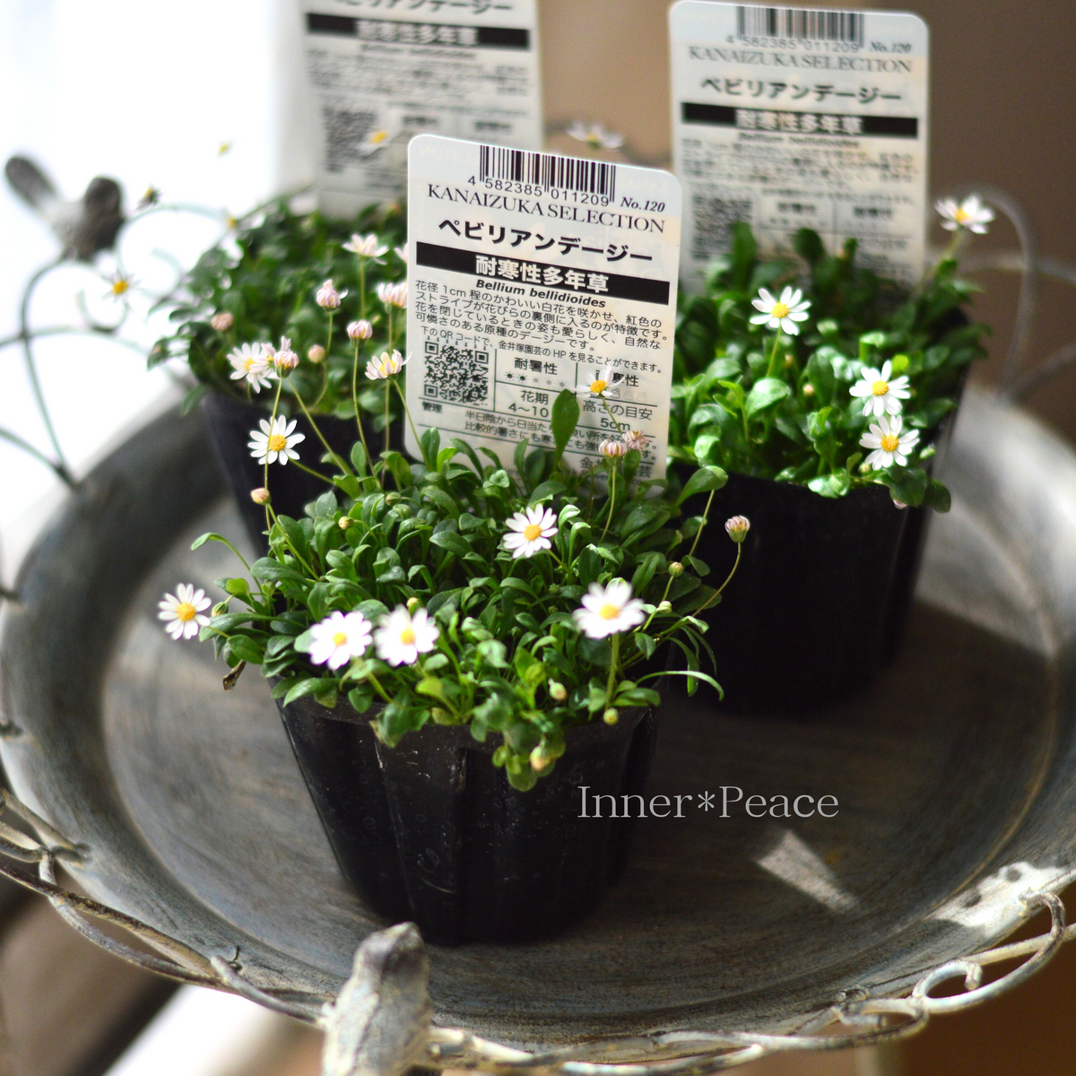 ペビリアンデージー 寄せ植え 花苗通販 Garden Frais