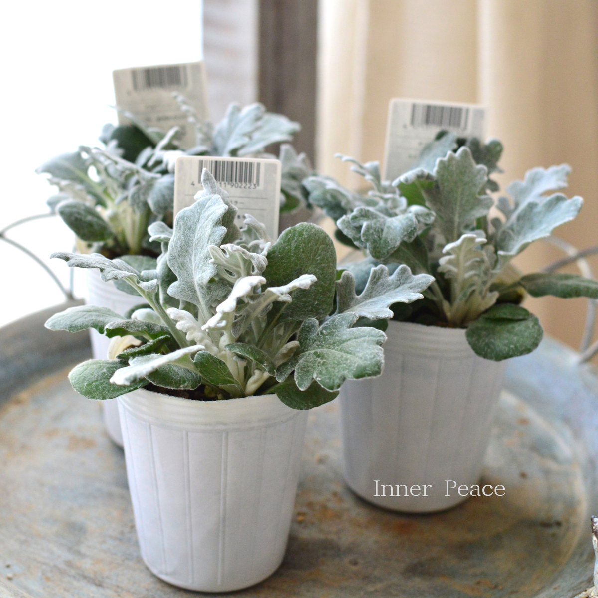 寄せ植えに】 ダスティミラー 『クイックシルバー』 2.5寸POT