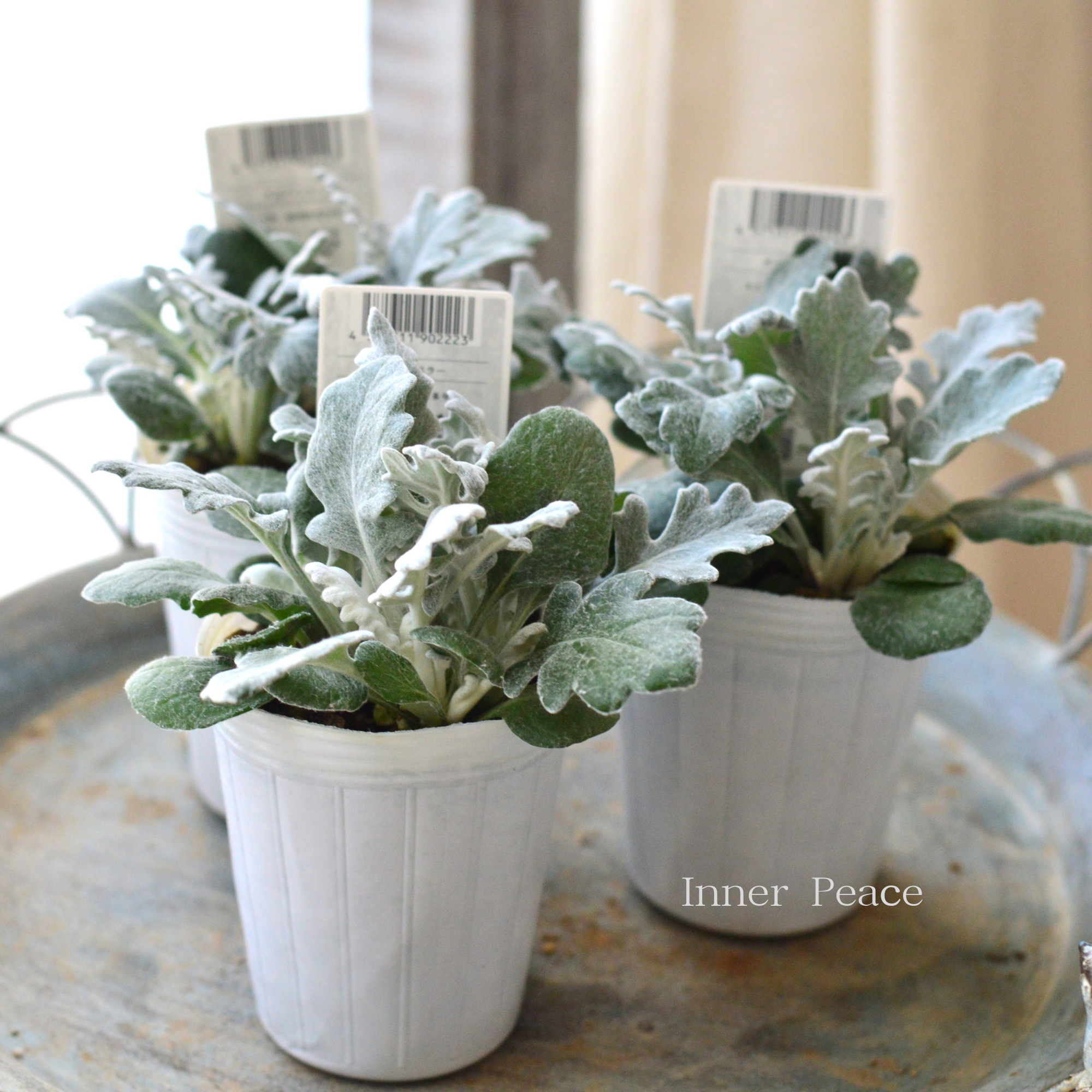 【寄せ植えに】 ダスティミラー　『クイックシルバー』　　2.5寸POT